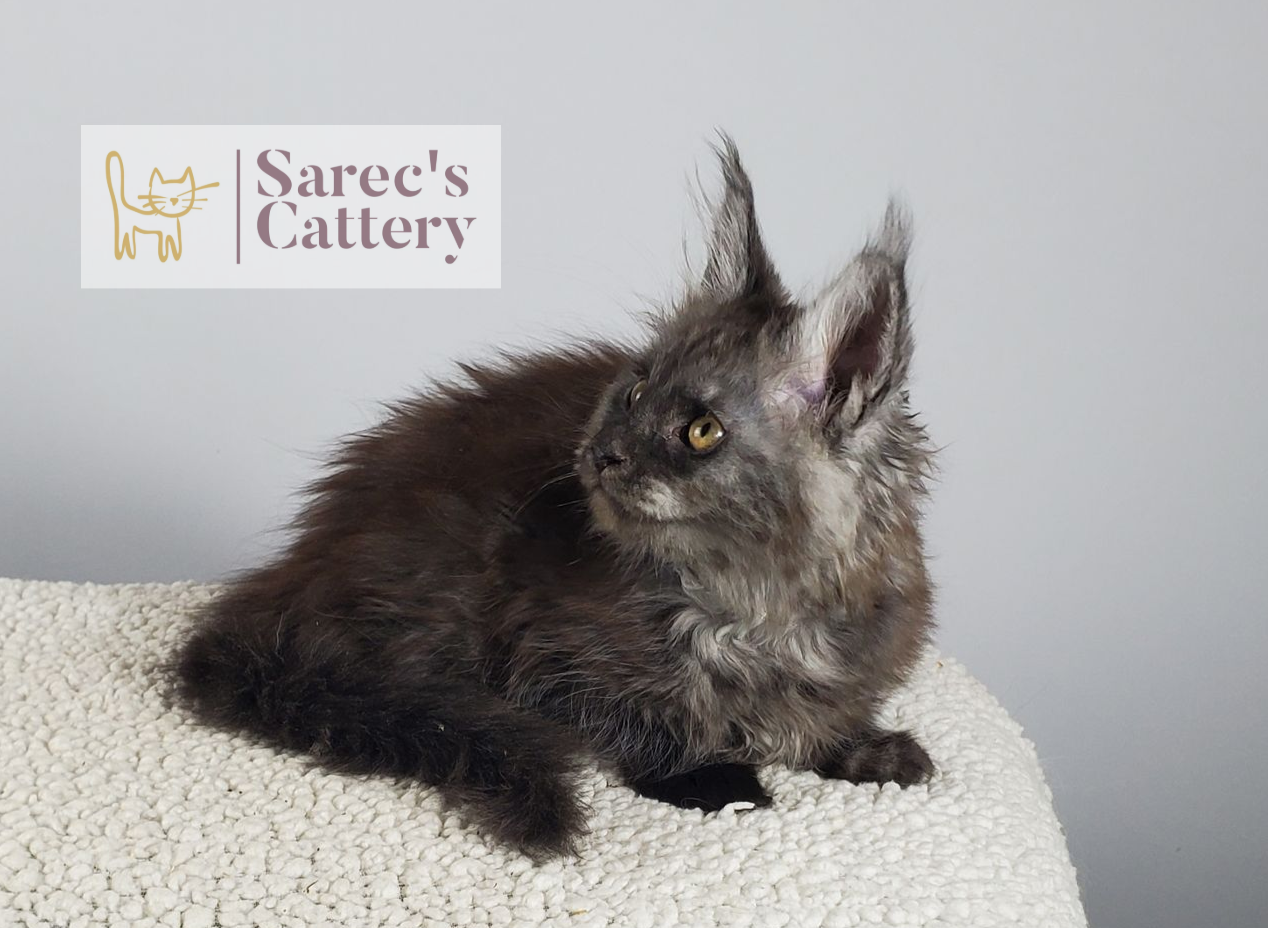 black smoke female Maine Coon kitten laying down with head to the left