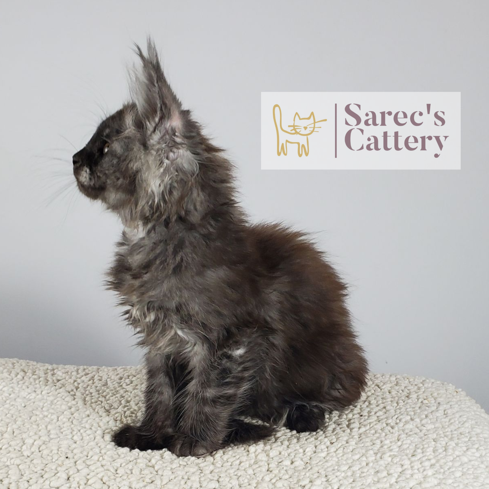 black smoke female Maine Coon kitten side view