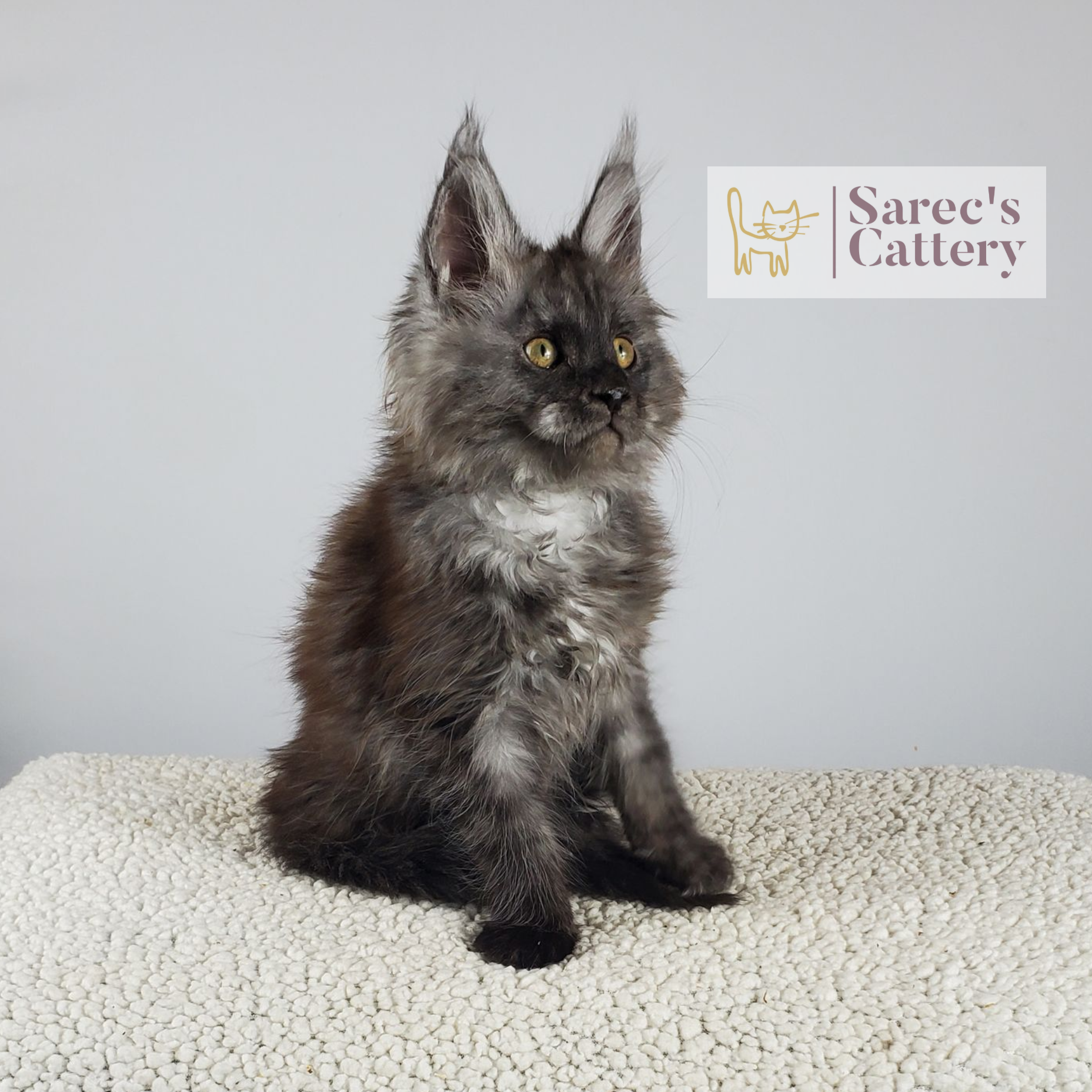 black smoke female Maine Coon kitten sitting up