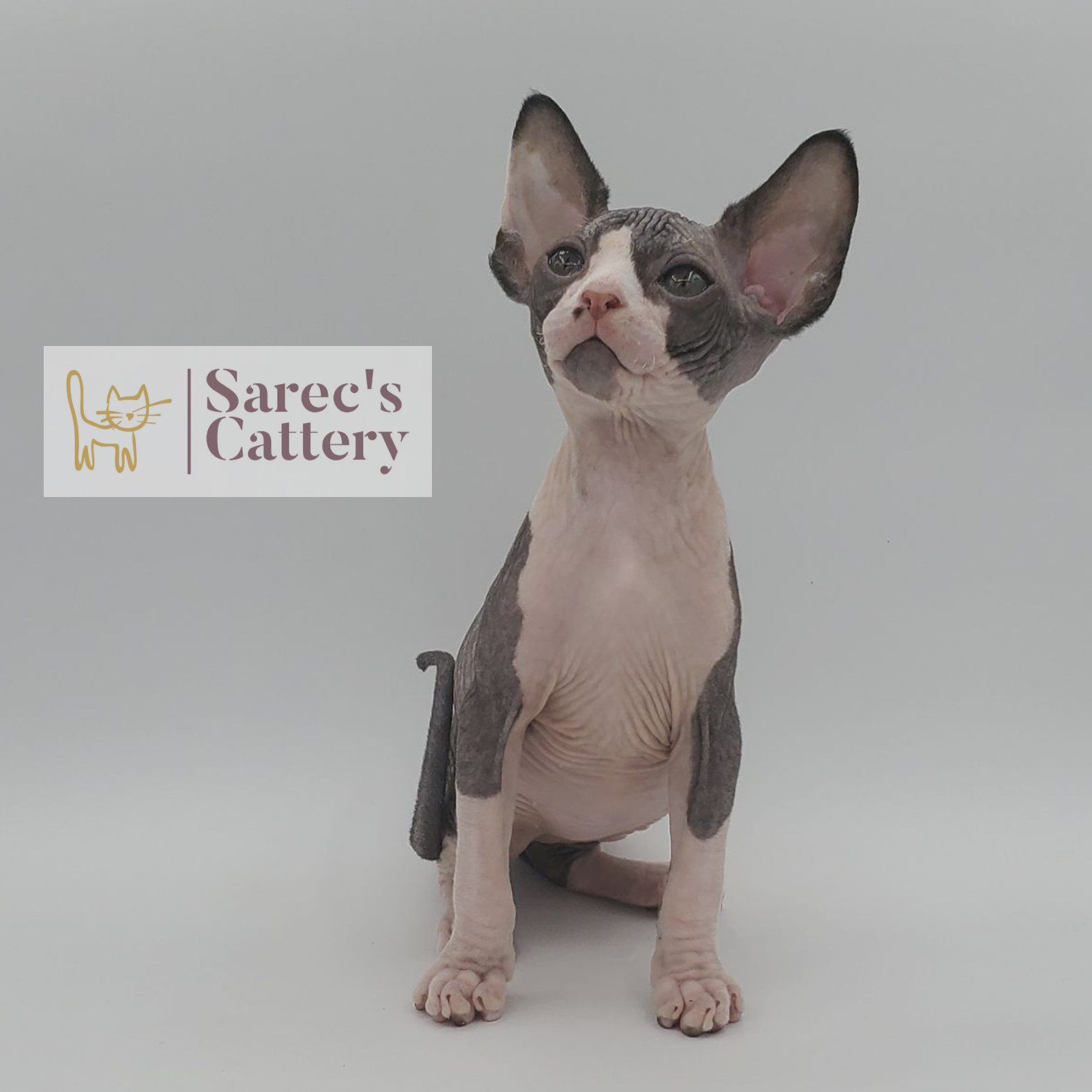 Male bi-color tuxedo Sphynx kitten sitting from the front