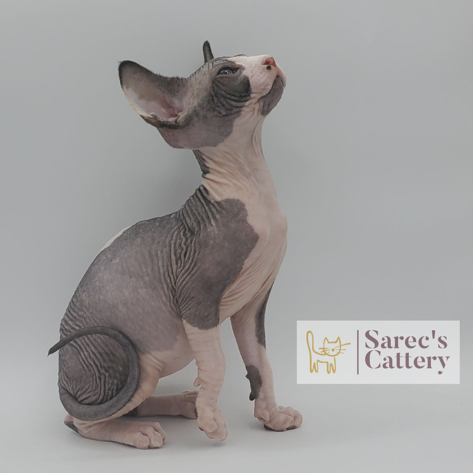 Male bi-color tuxedo Sphynx kitten sitting looking up