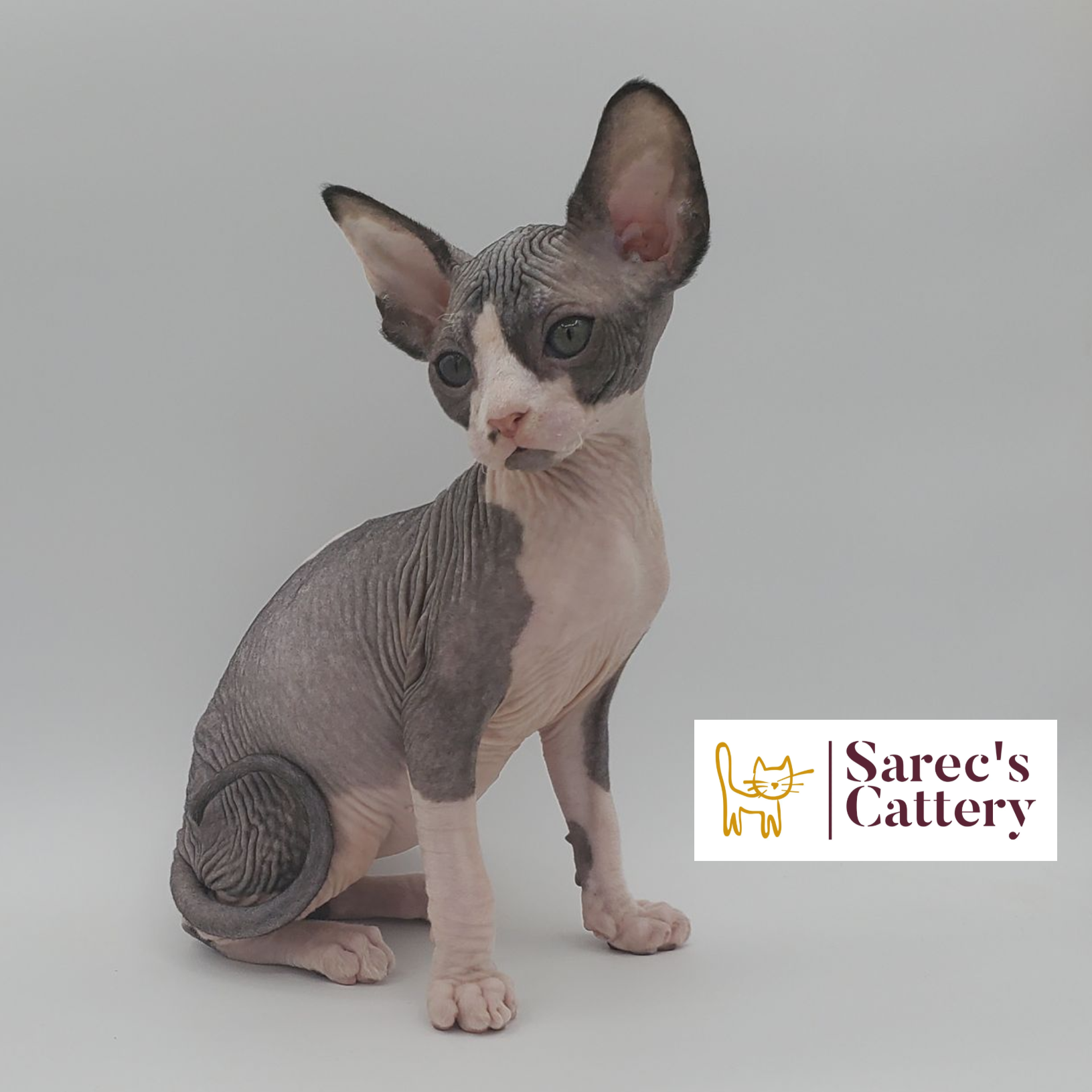 Male bi-color tuxedo Sphynx kitten sitting looking down