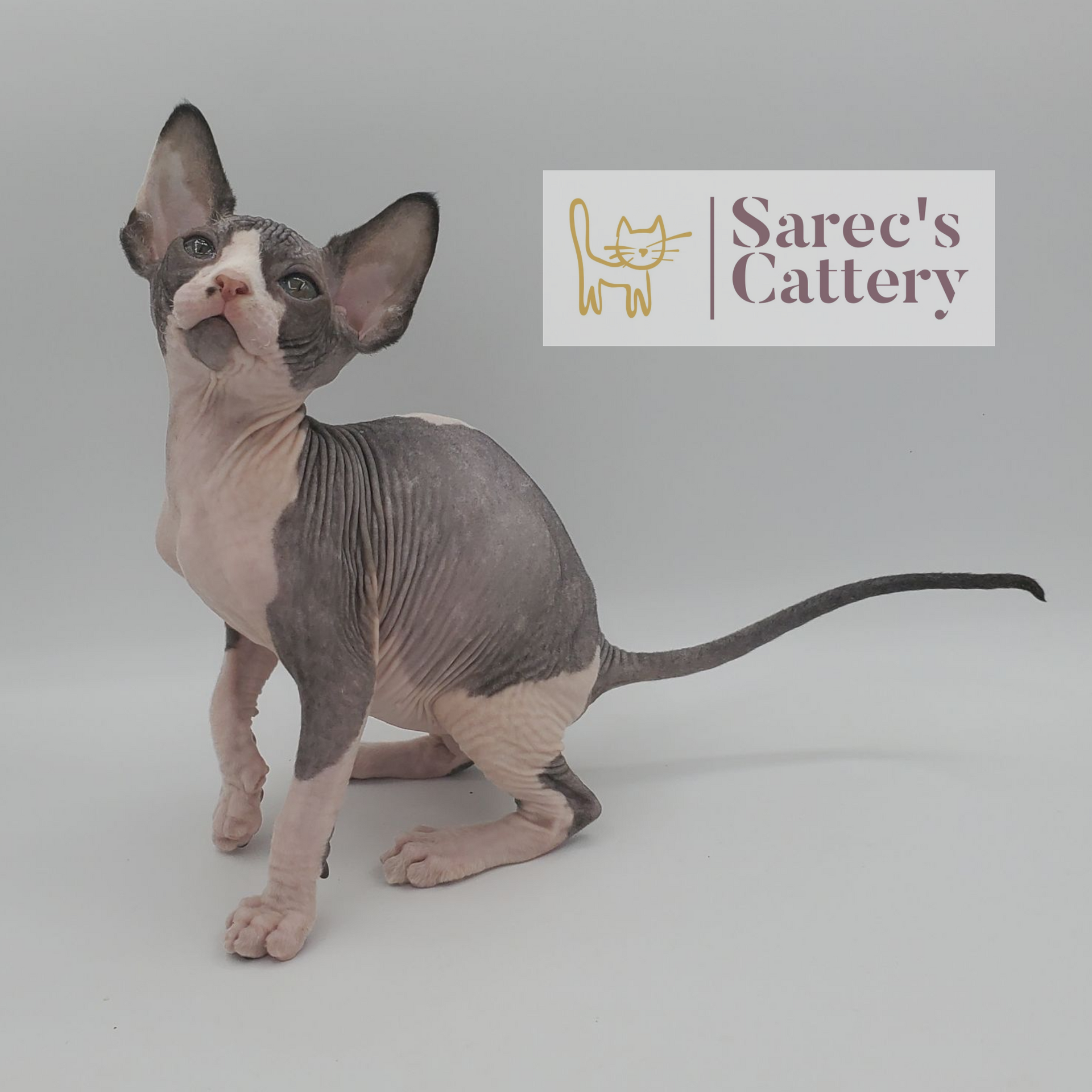 Male bi-color tuxedo Sphynx kitten with tail out