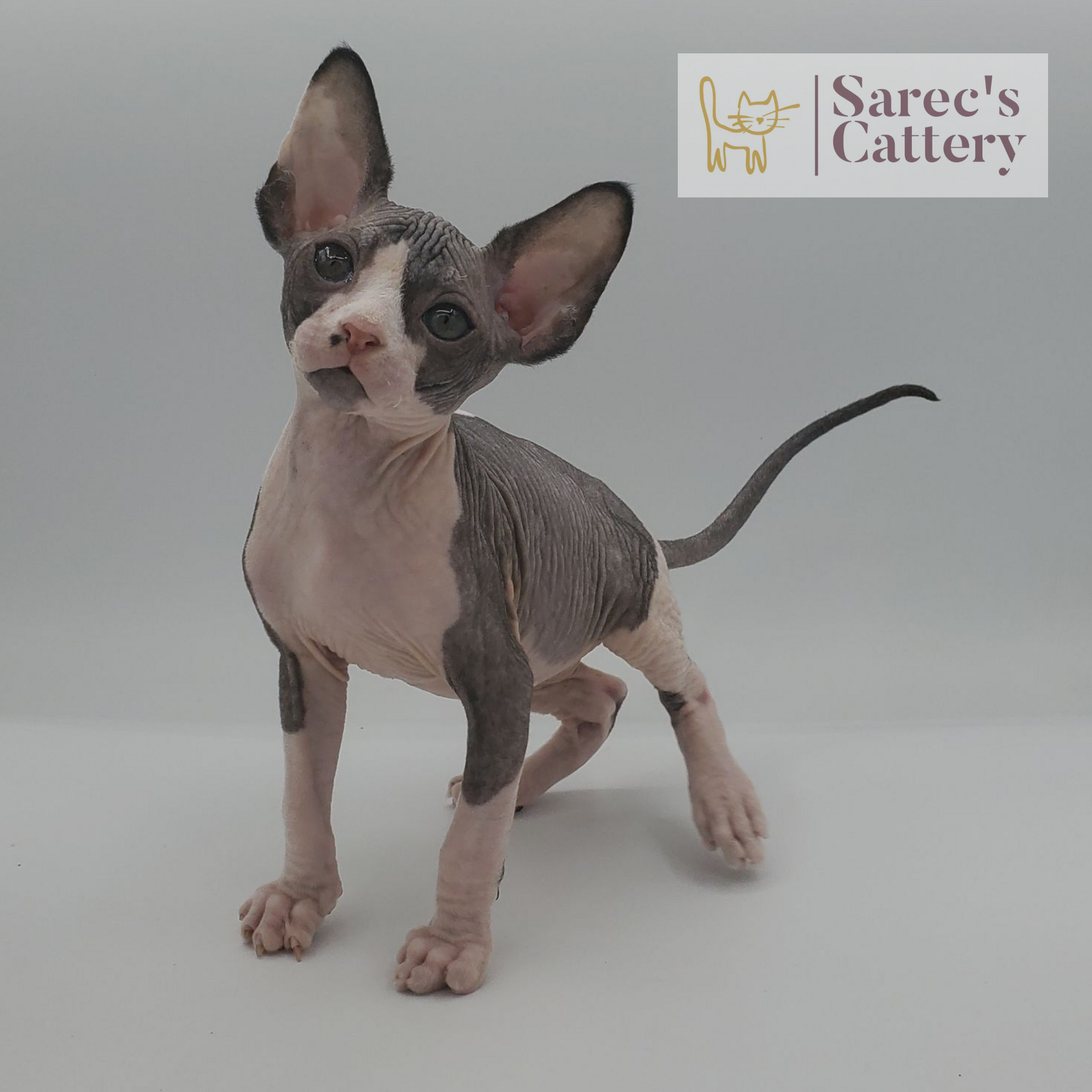 Male bi-color tuxedo Sphynx kitten standing