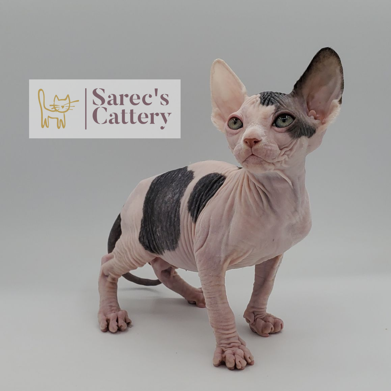 Cow spotted bi-color male Sphynx kitten looking to the left