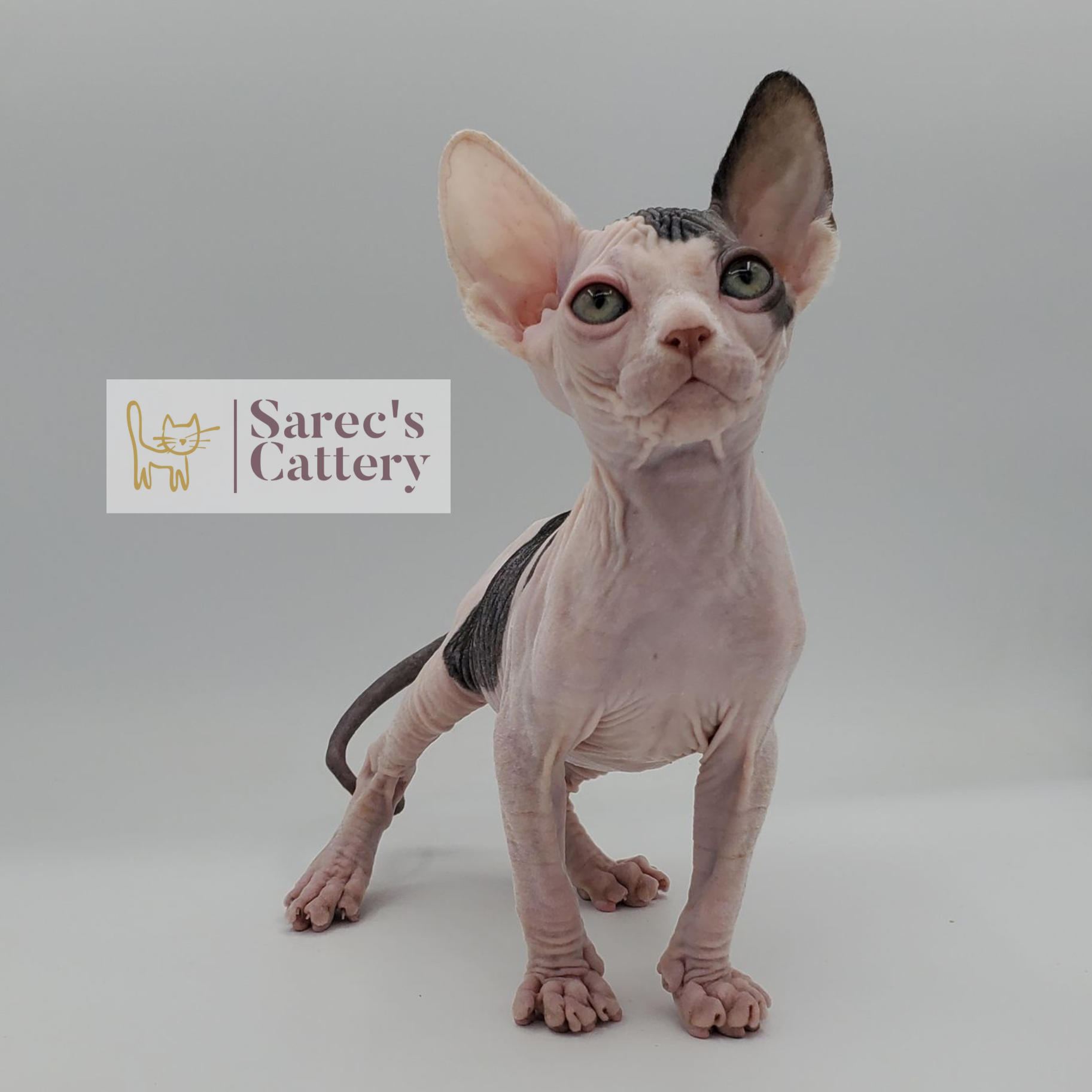 Cow spotted bi-color male Sphynx kitten with big ears