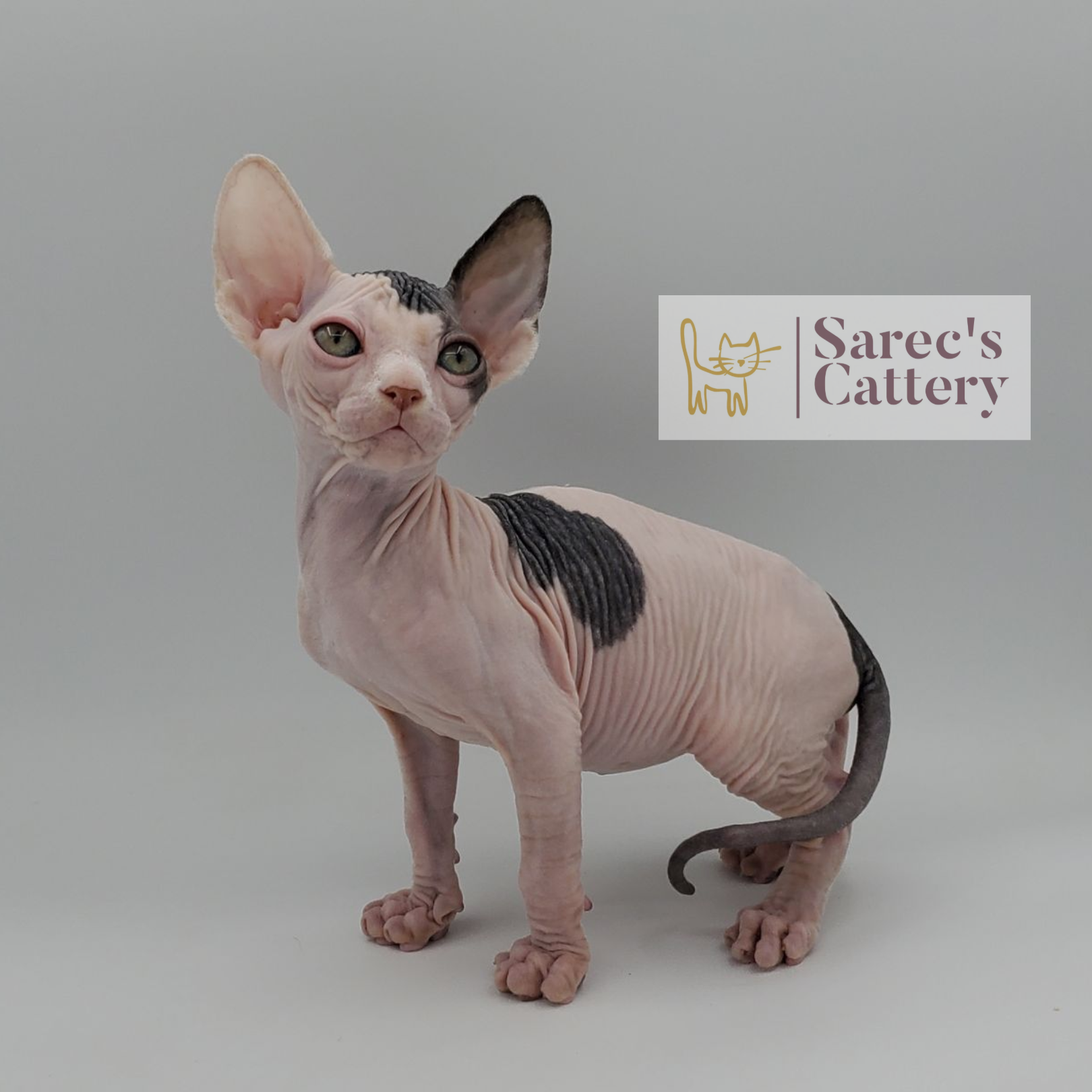 Cow spotted bi-color male Sphynx kitten sitting with tail under legs