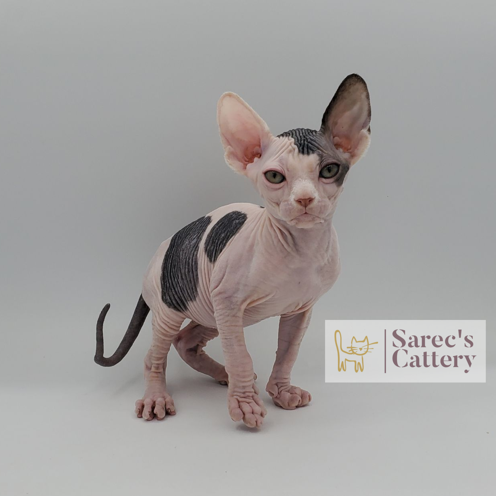 Cow spotted bi-color male Sphynx kitten looking forward