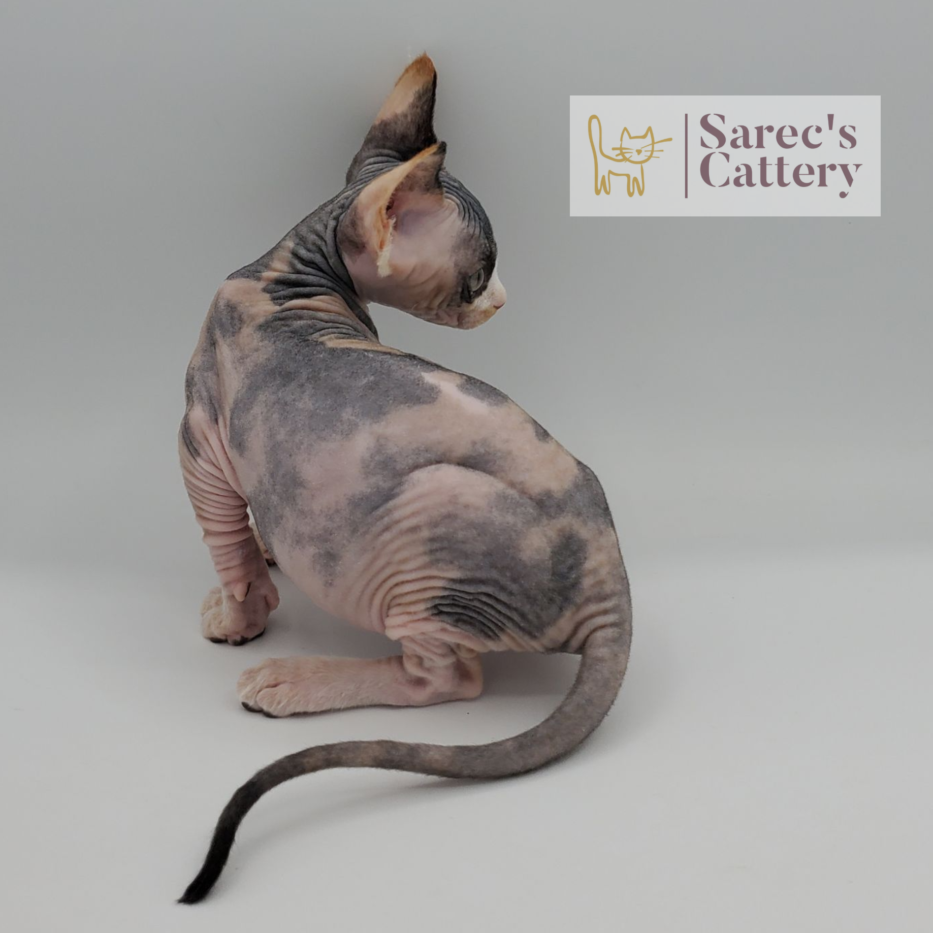 female calico Sphynx kitten from the back