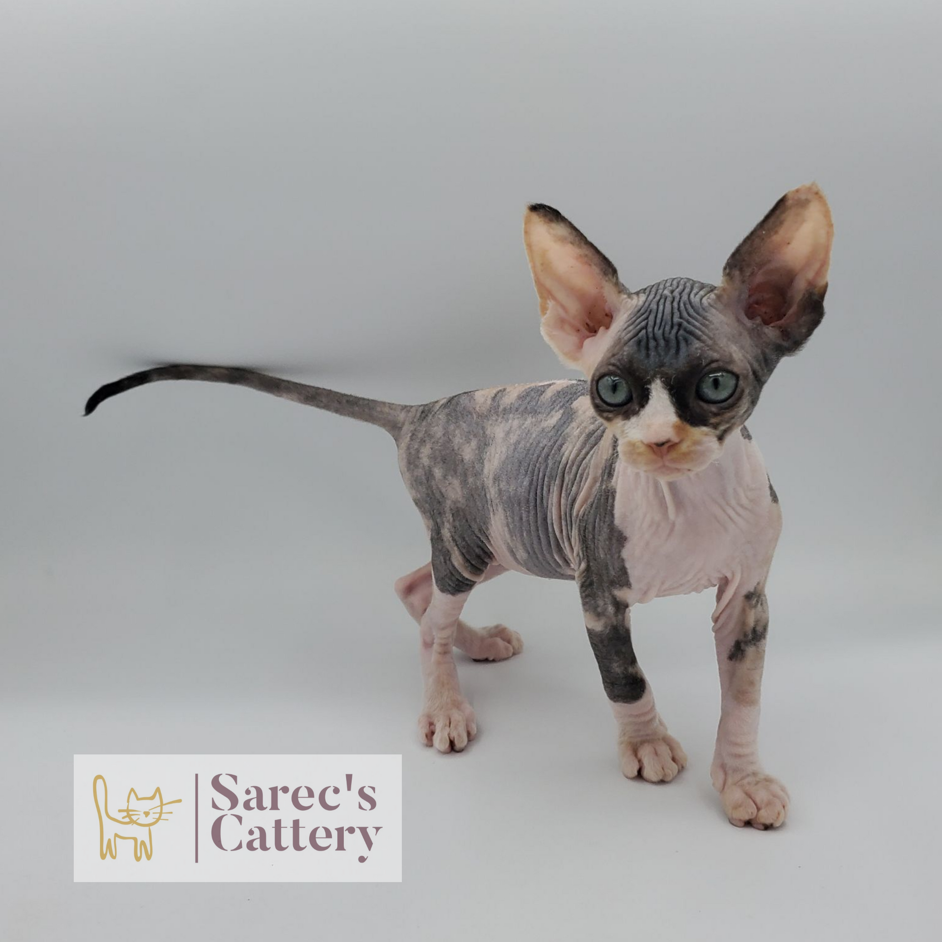 female calico Sphynx kitten taking a step forward