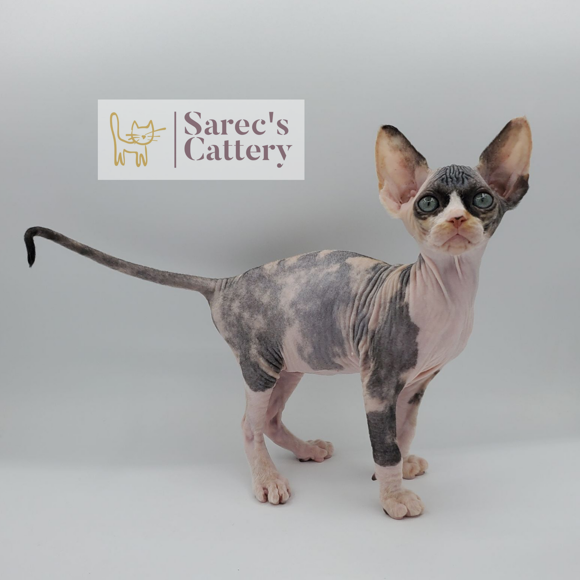 female calico Sphynx kitten standing with tail out