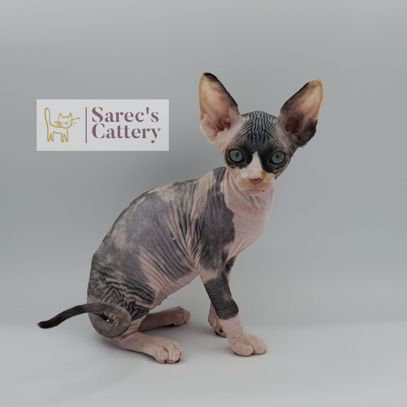 female calico Sphynx kitten sitting