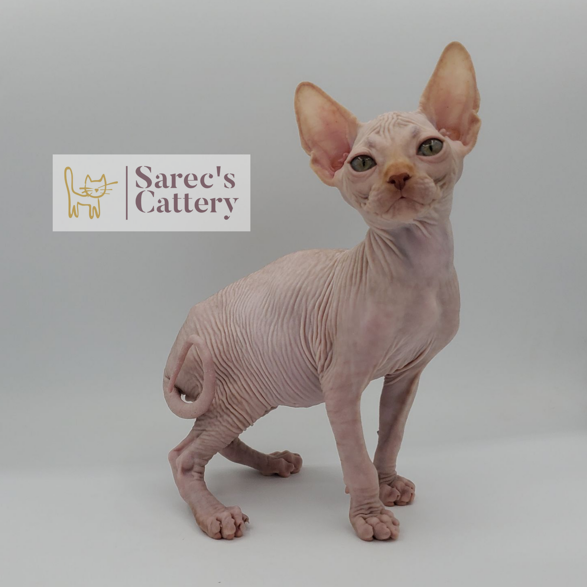 Male red Sphynx kitten with a curl tail