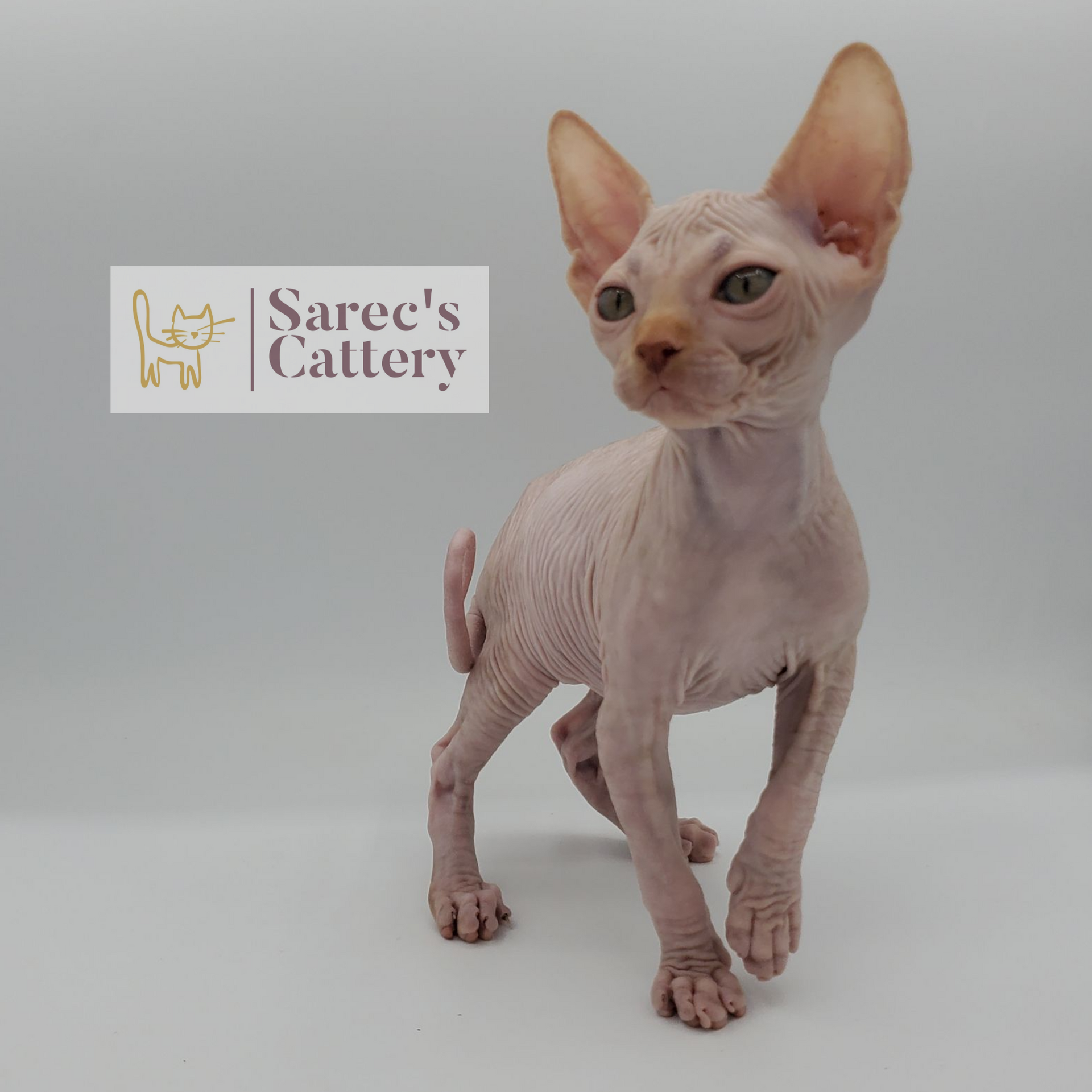 Male red Sphynx kitten with one foot forward