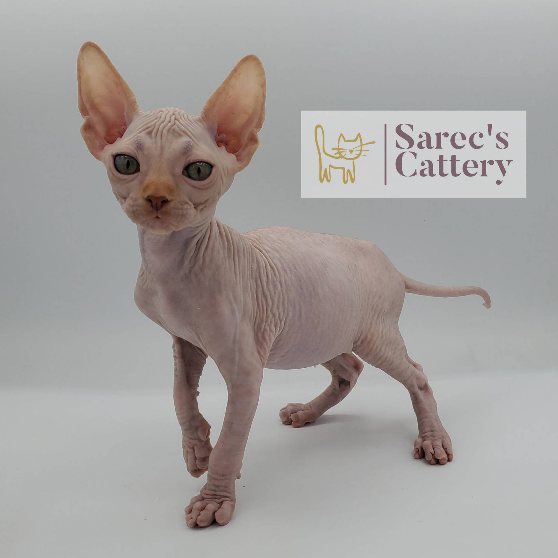 Orange male Sphynx kitten standing named Xavier