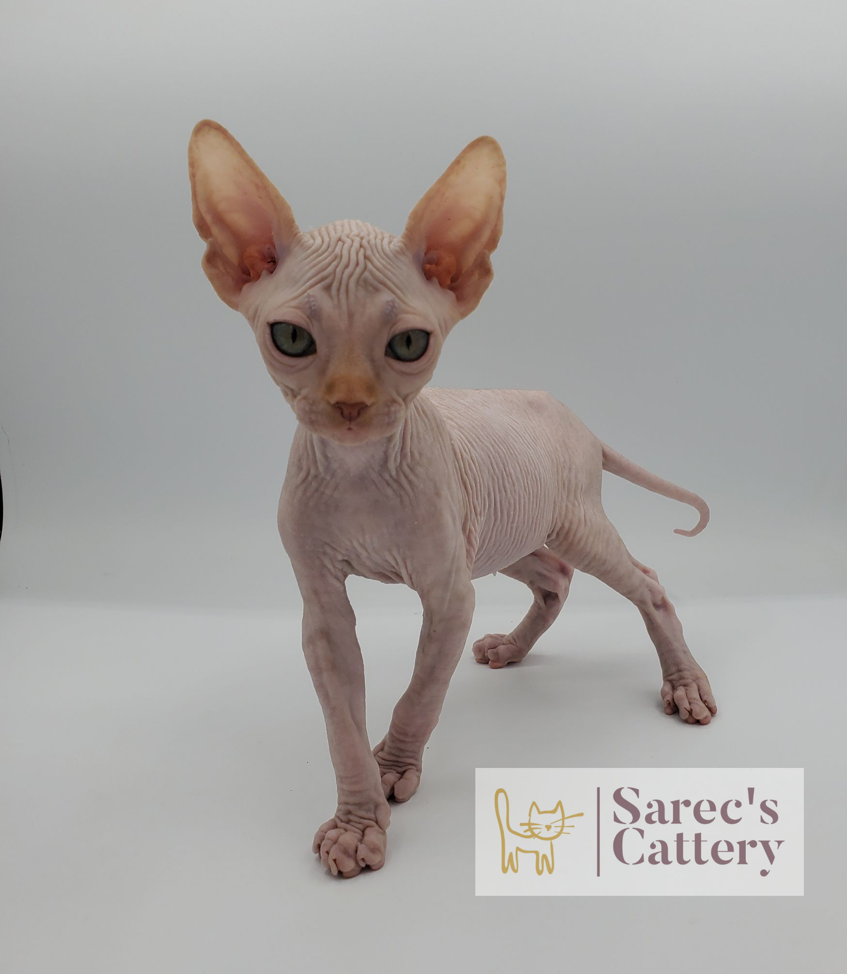 Male red Sphynx kitten looking intense