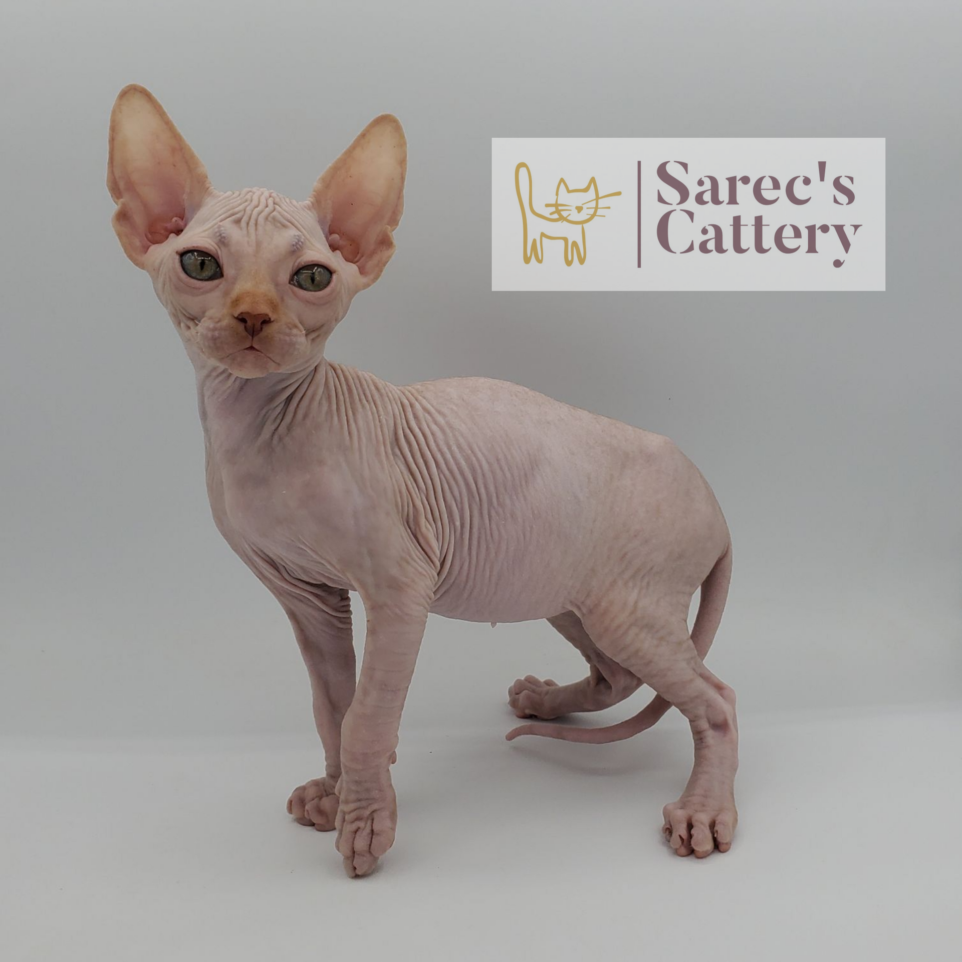 Male red Sphynx kitten standing from the side