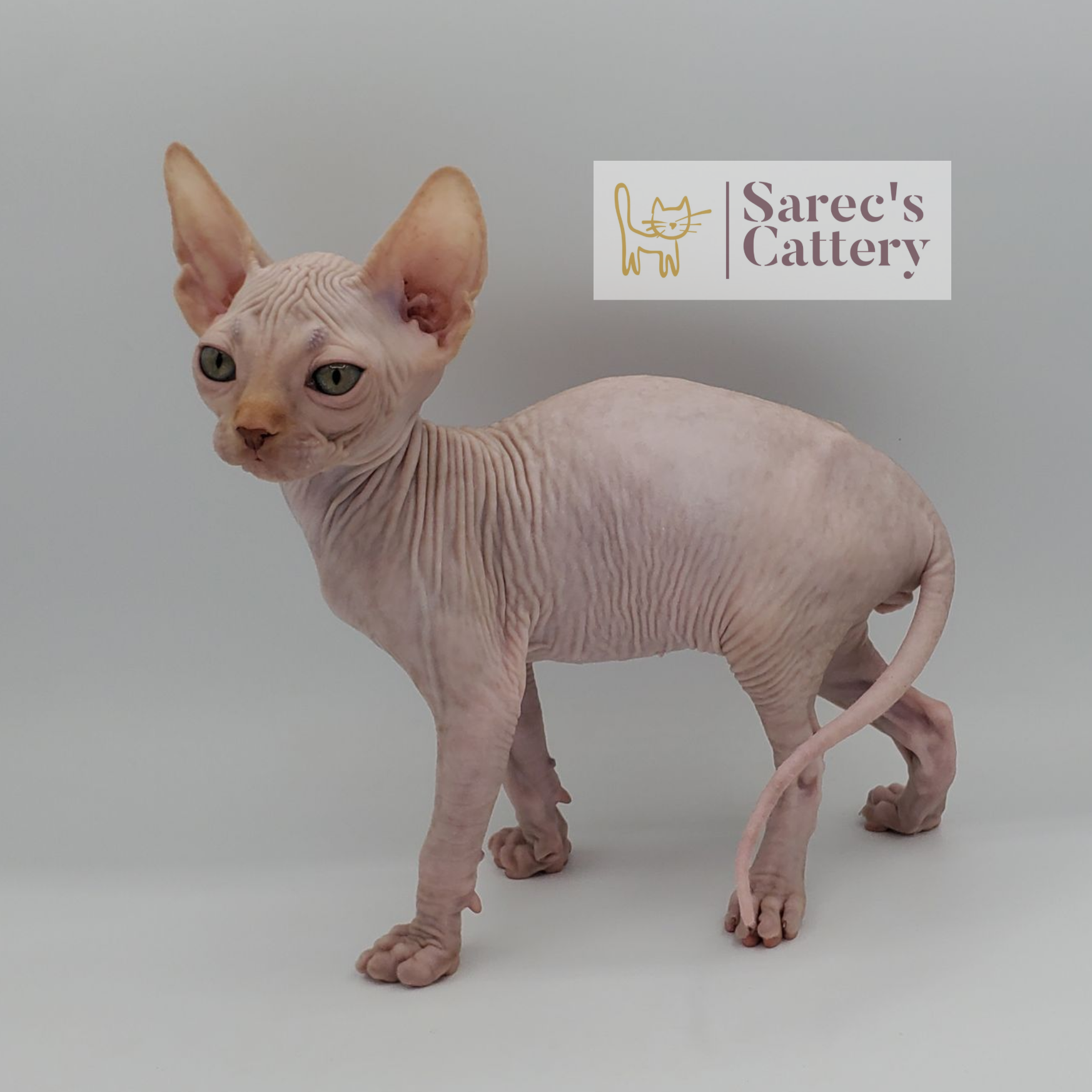 Male red Sphynx kitten standing