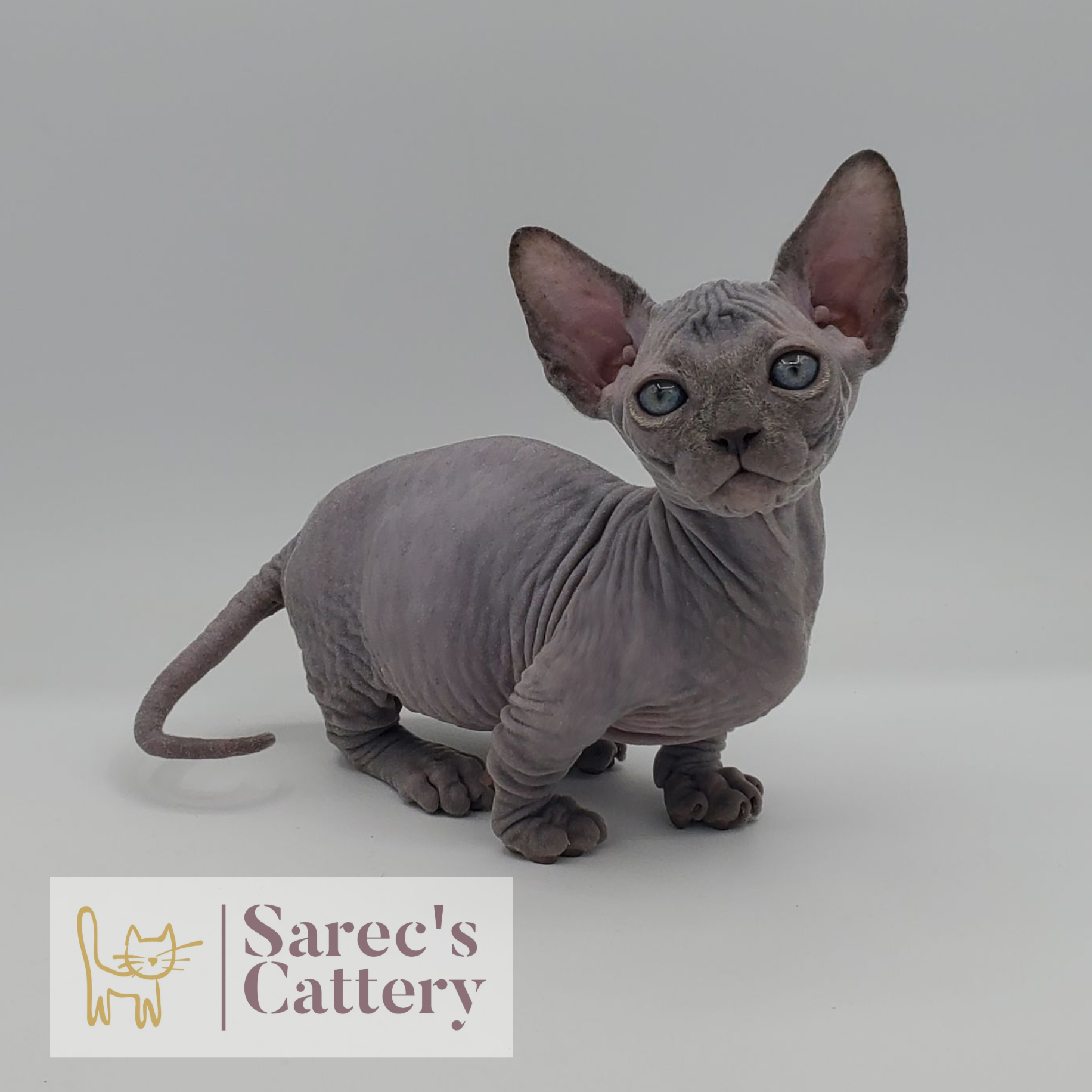 female dilute Maine Coon kitten with head tilted