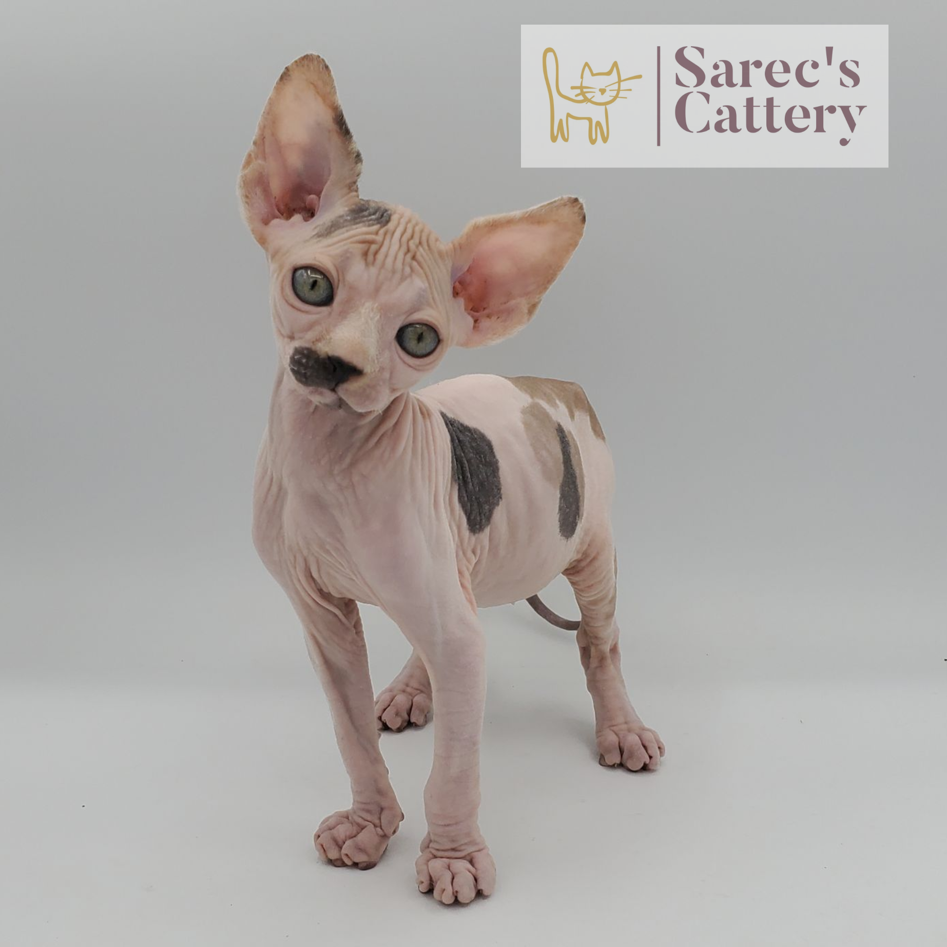 female calico cow spotted Sphynx kitten standing
