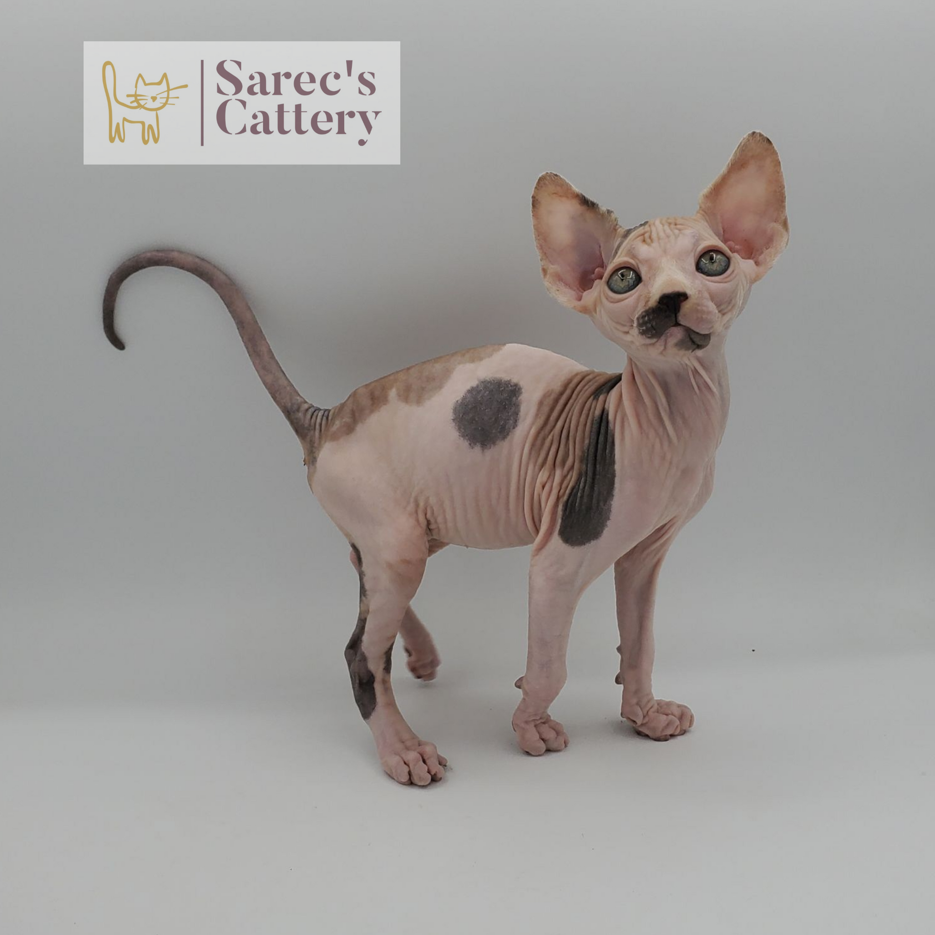 Male red Sphynx kitten standing