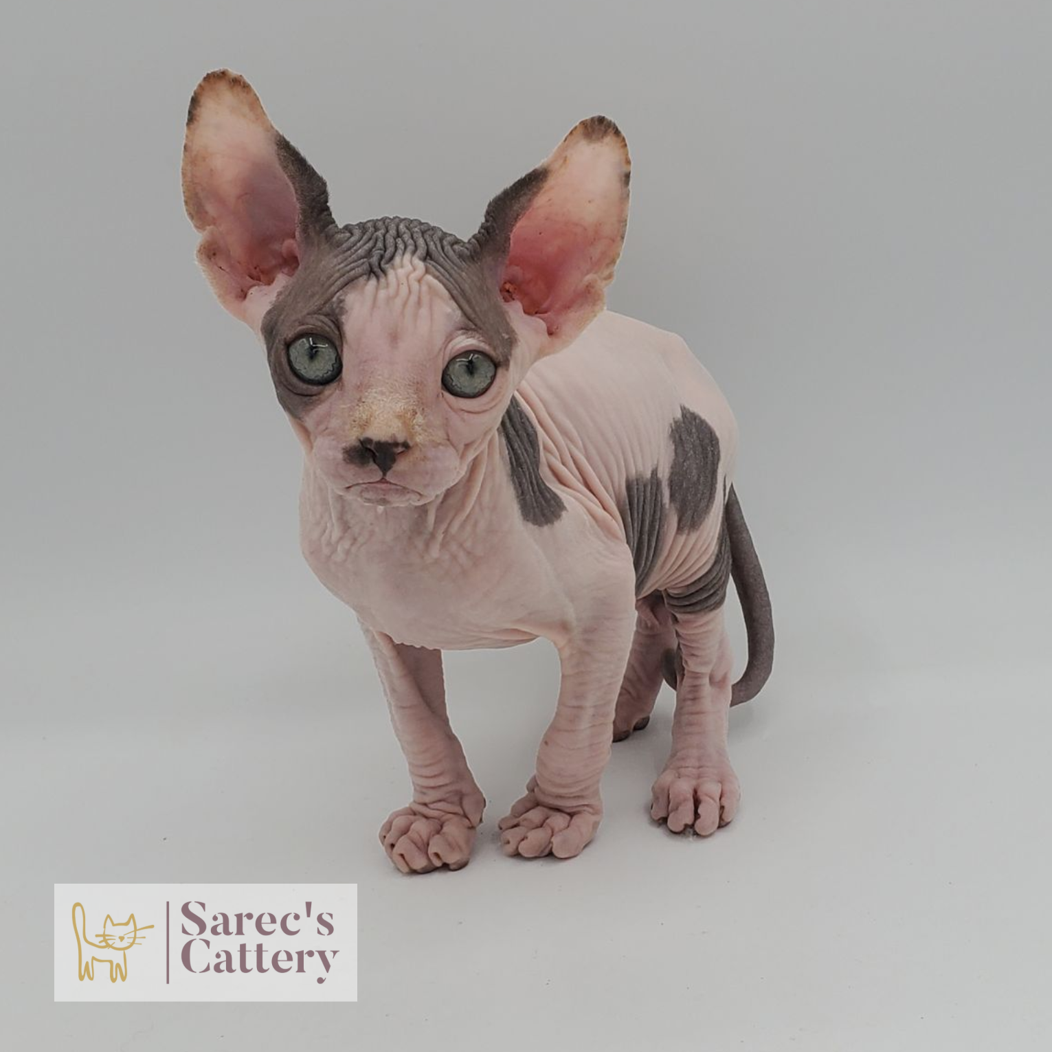 Bicolor male Sphynx with large ears
