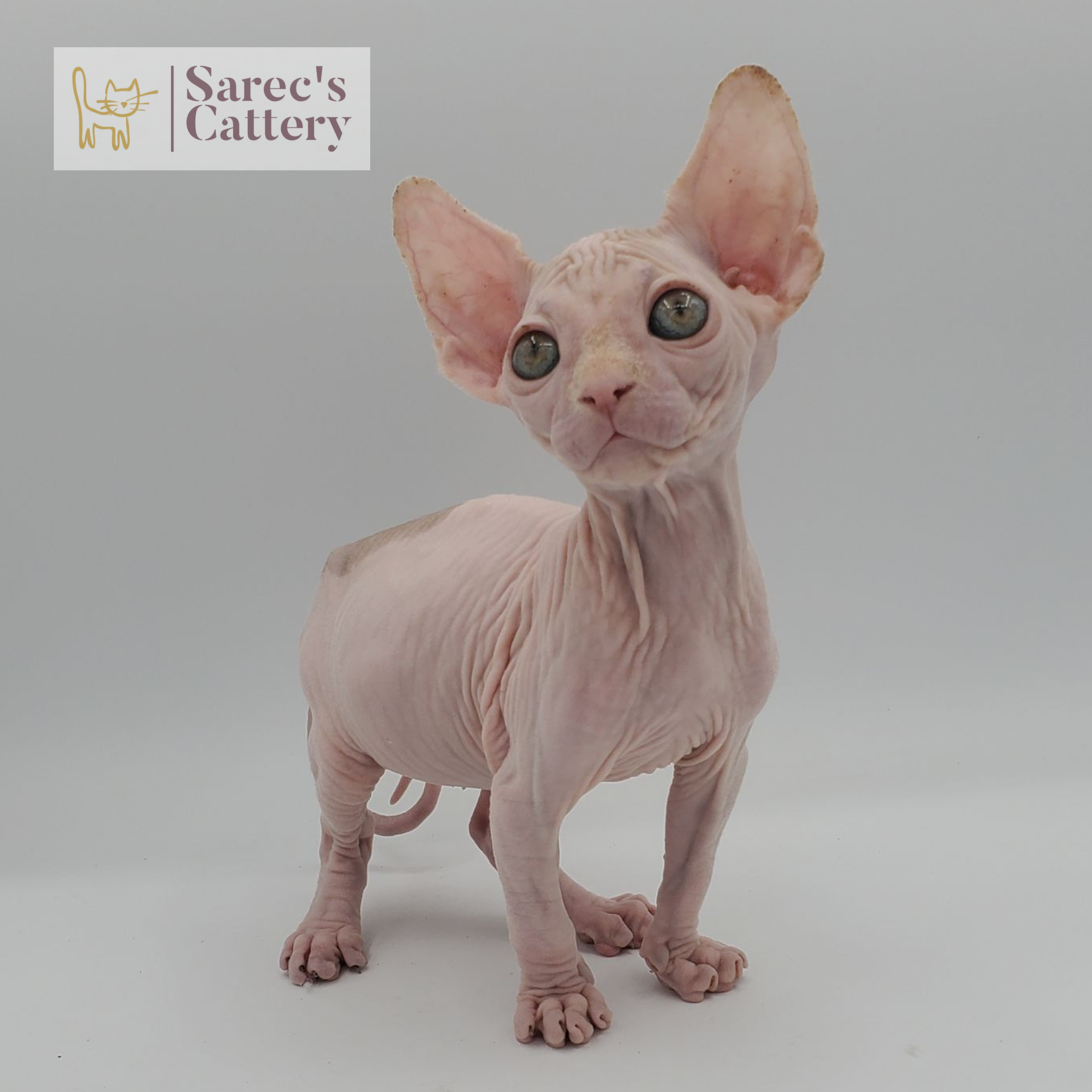 male bi-color red Sphynx kitten standing