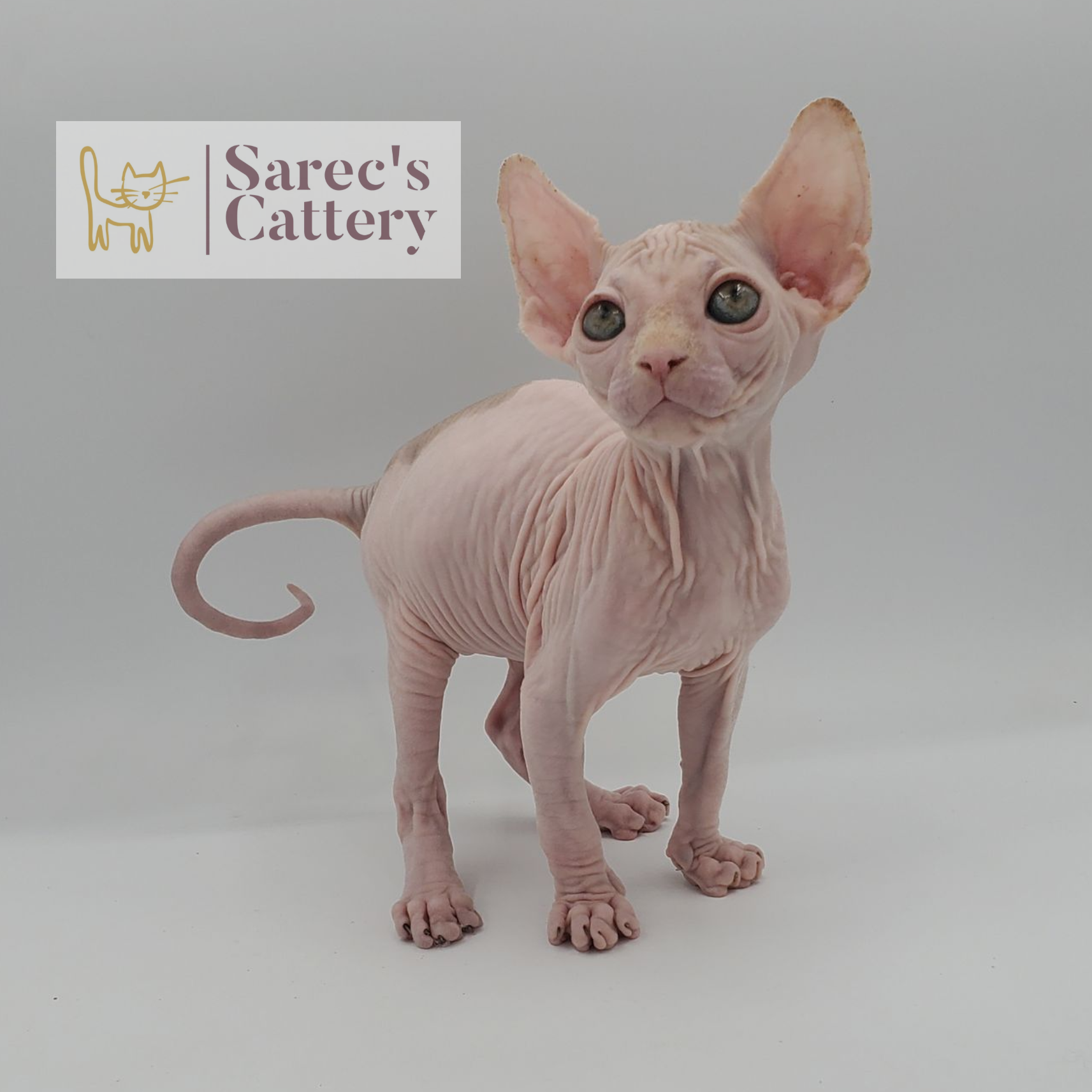 female calico Sphynx kitten sitting
