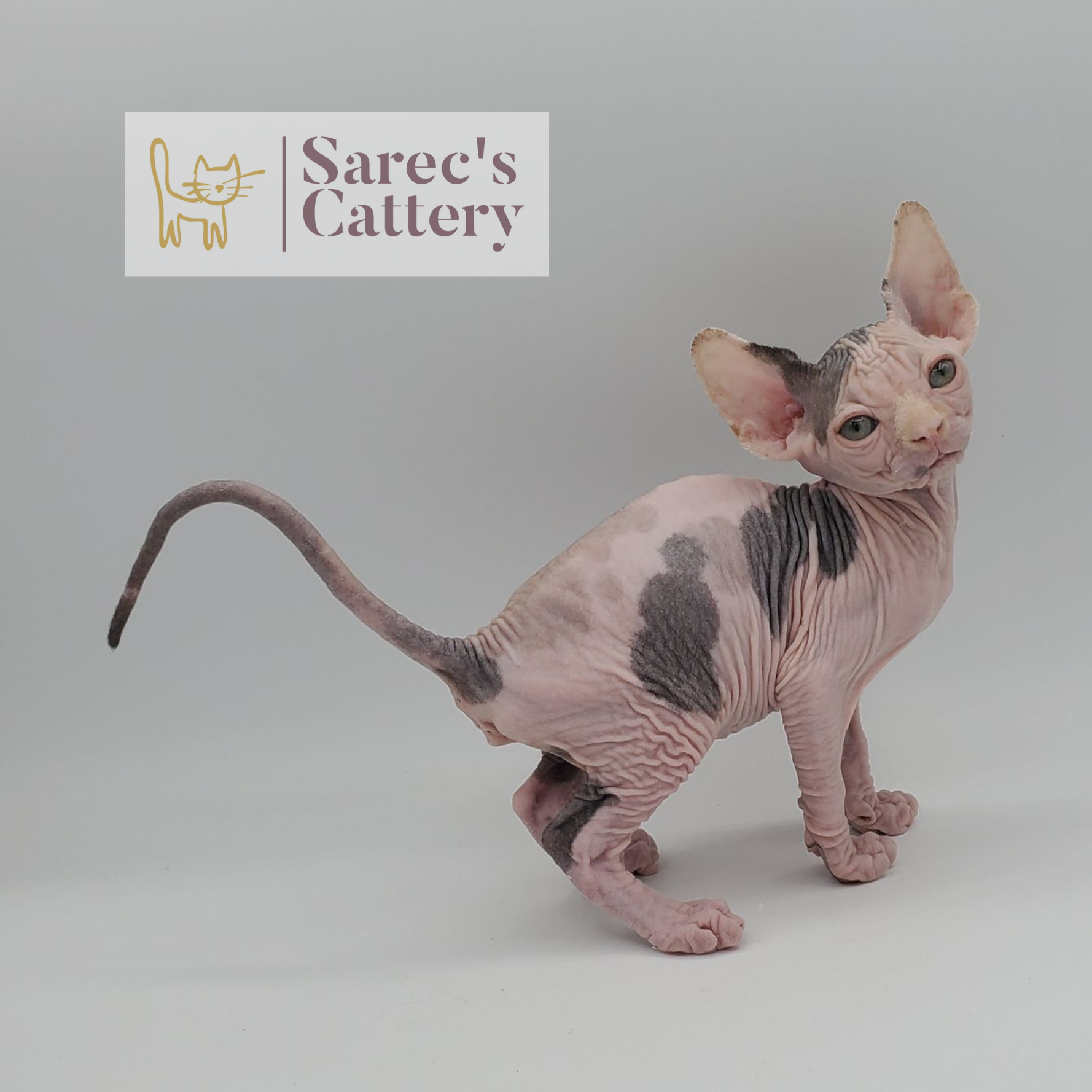Male bi-color tuxedo Sphynx kitten standing