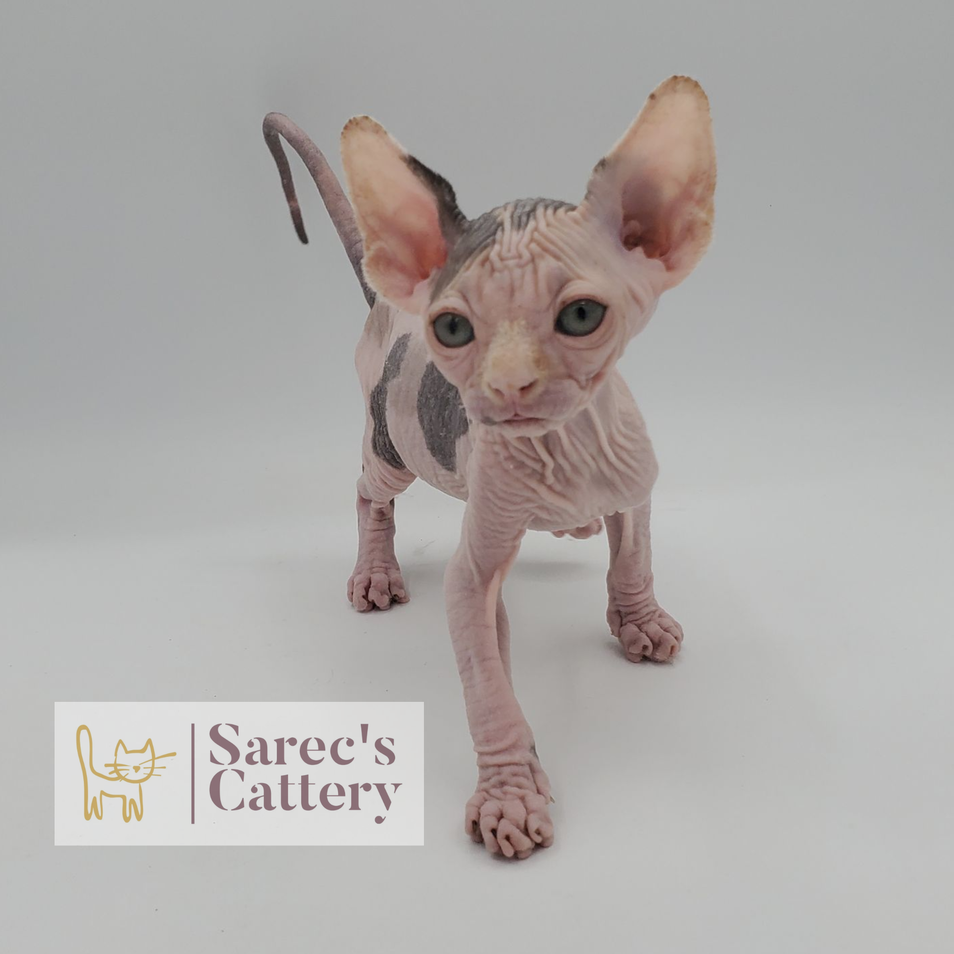 female dilute calico cow spotted Sphynx kitten standing