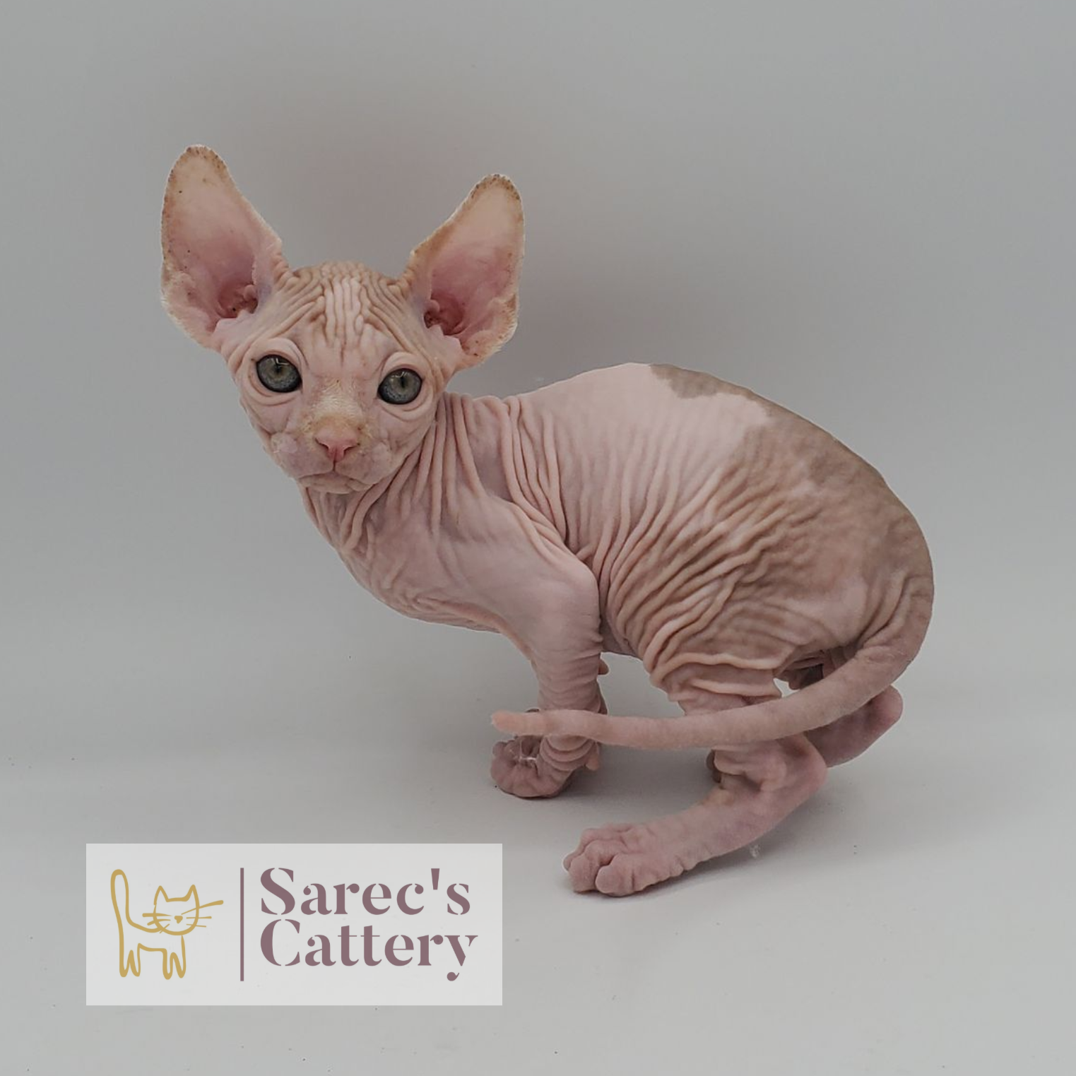 male bi-color red Sphynx kitten sitting
