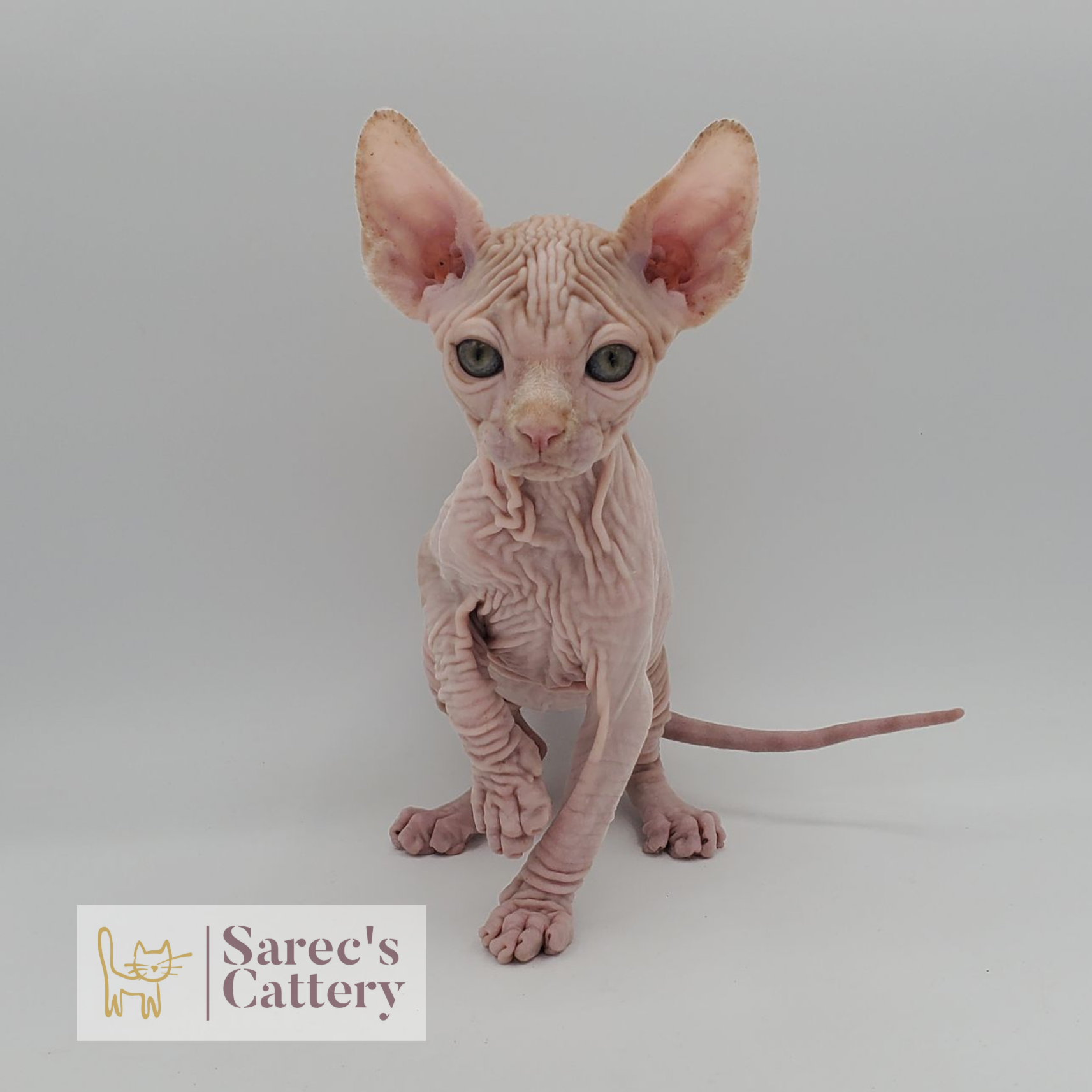 female calico Sphynx kitten sitting