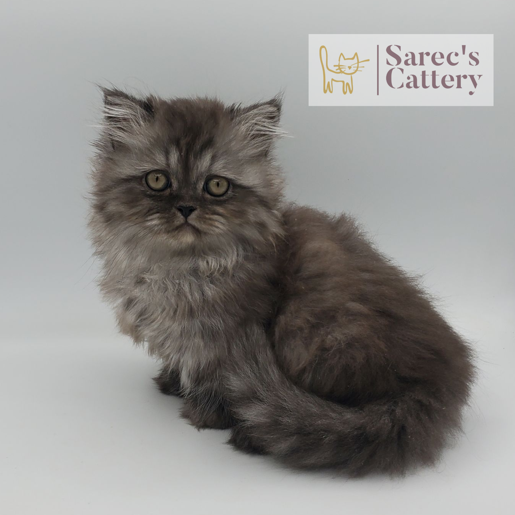 black smoke tabby female Minuet (Persian Munchkin) kitten sitting with tail curled