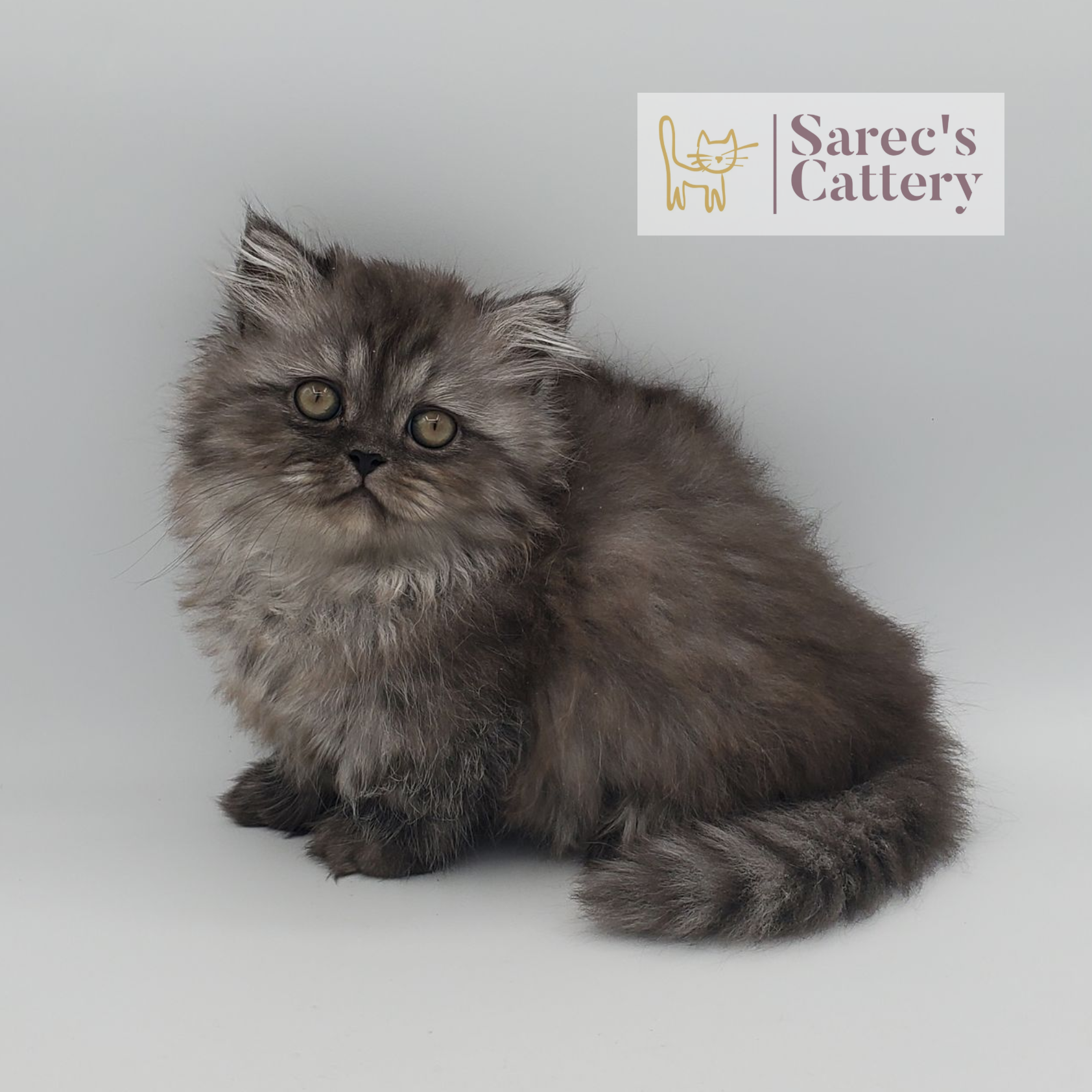 female black smoke Minuet Persian Munchkin kitten named Bindi