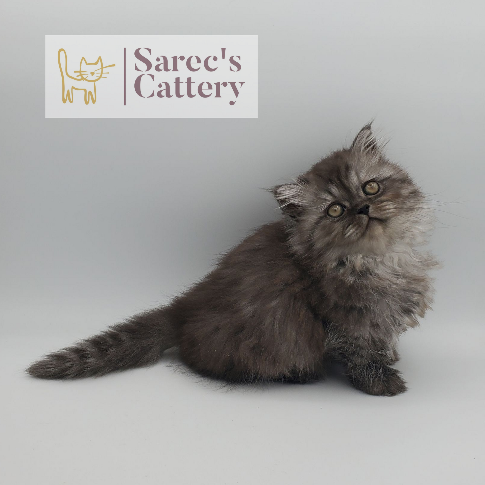black smoke tabby female Minuet (Persian Munchkin) kitten sitting with head tilited