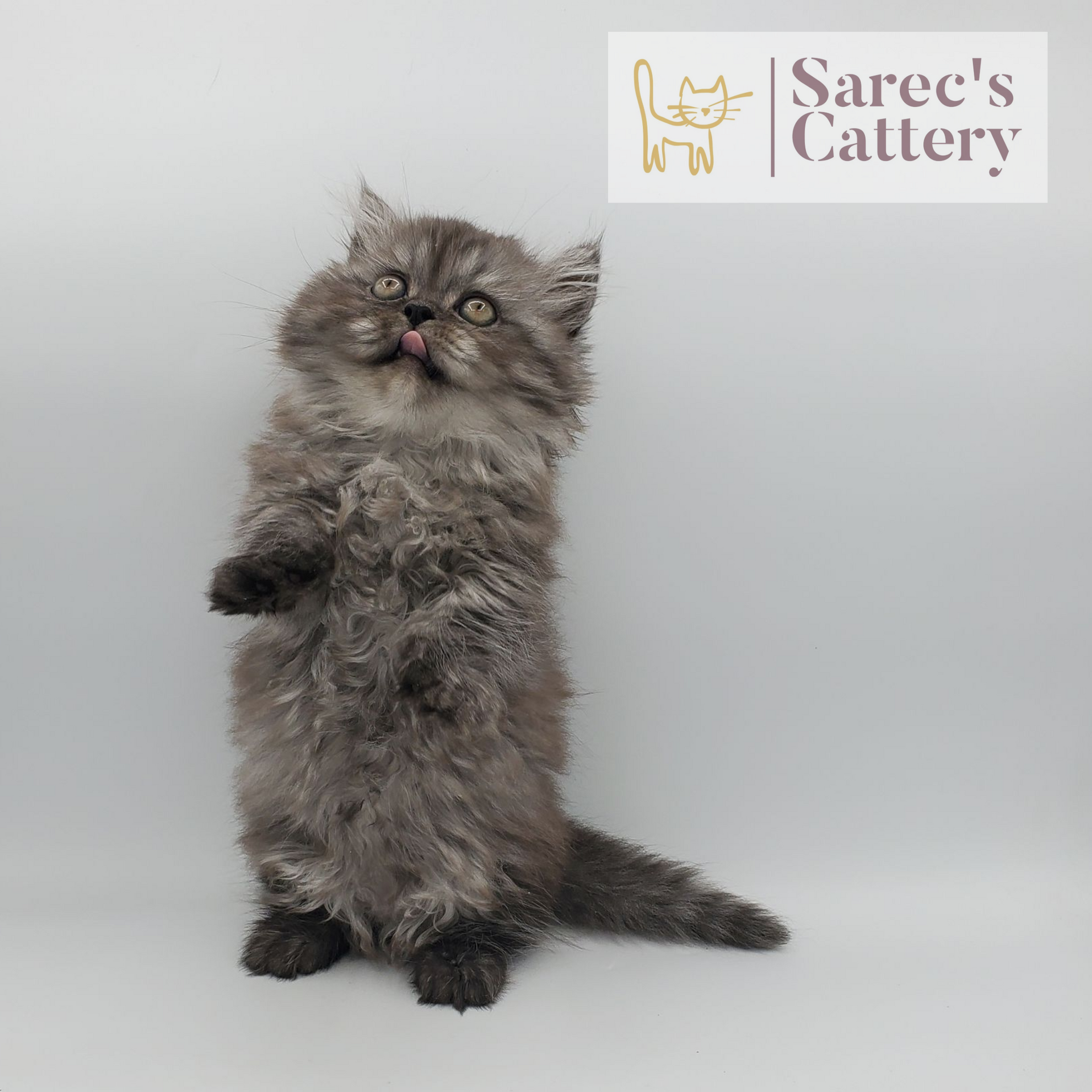 black smoke tabby female Minuet (Persian Munchkin) kitten standing on hind legs