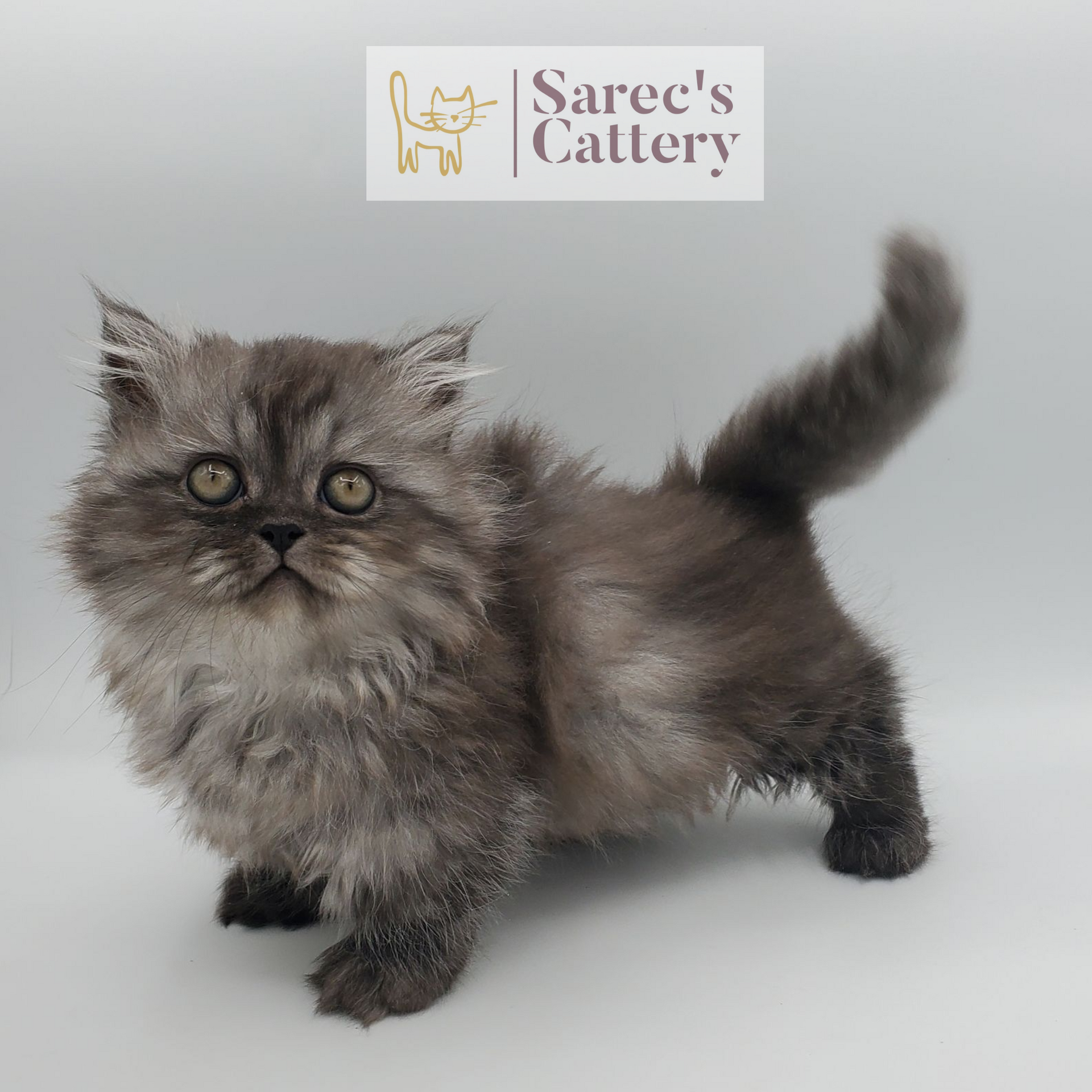 black smoke tabby female Minuet (Persian Munchkin) kitten standing