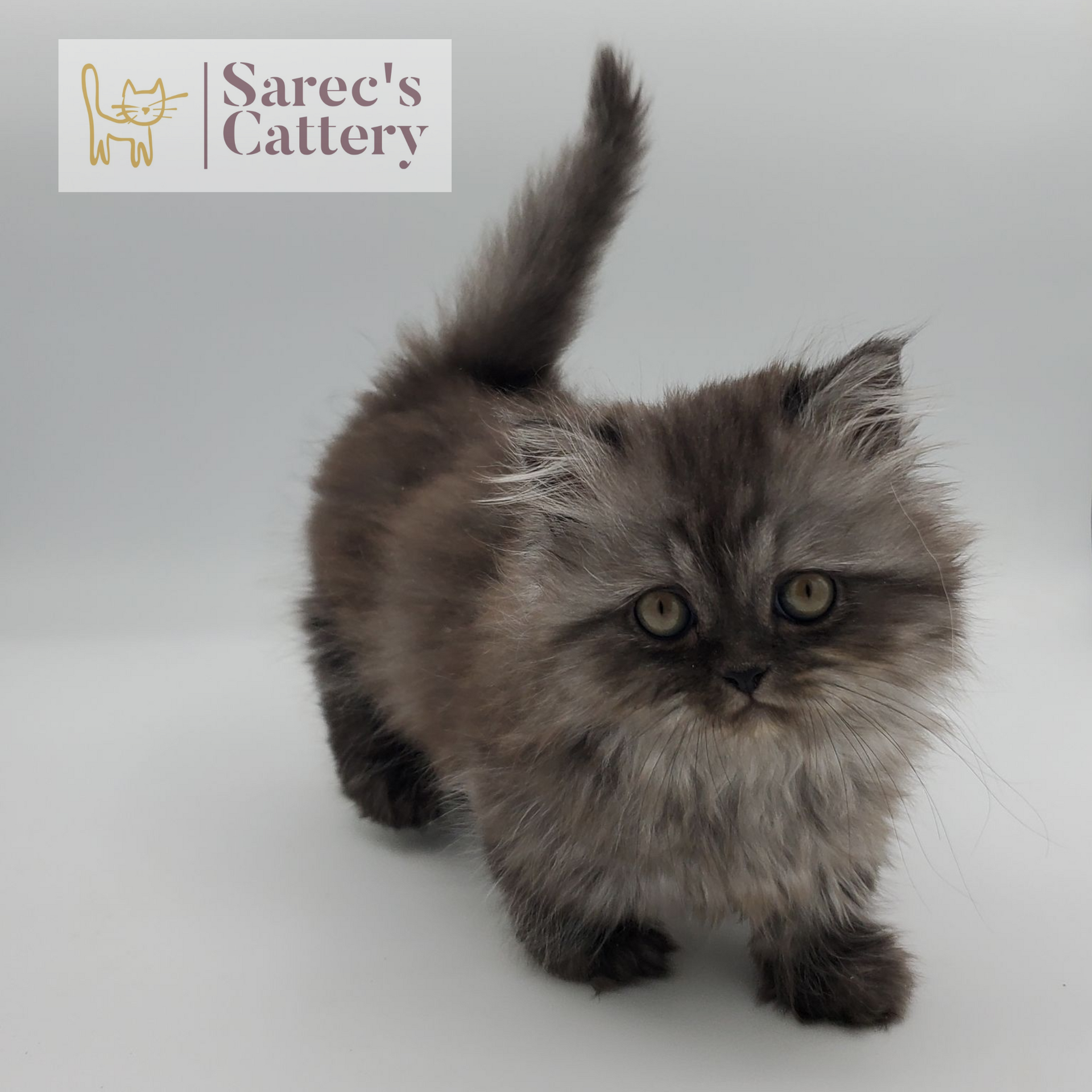 black smoke tabby female Minuet (Persian Munchkin) kitten looking forward