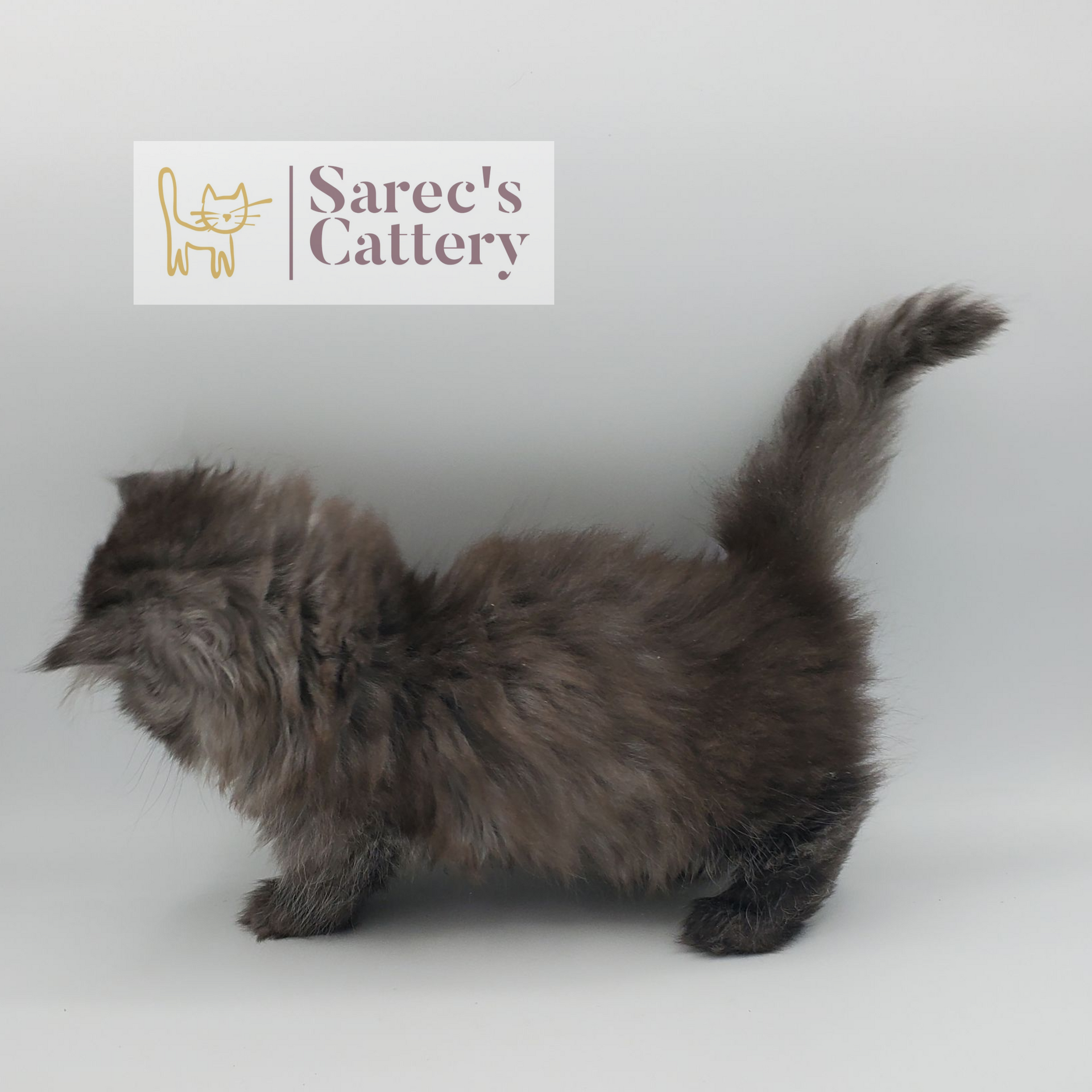black smoke tabby female Minuet (Persian Munchkin) kitten from the back