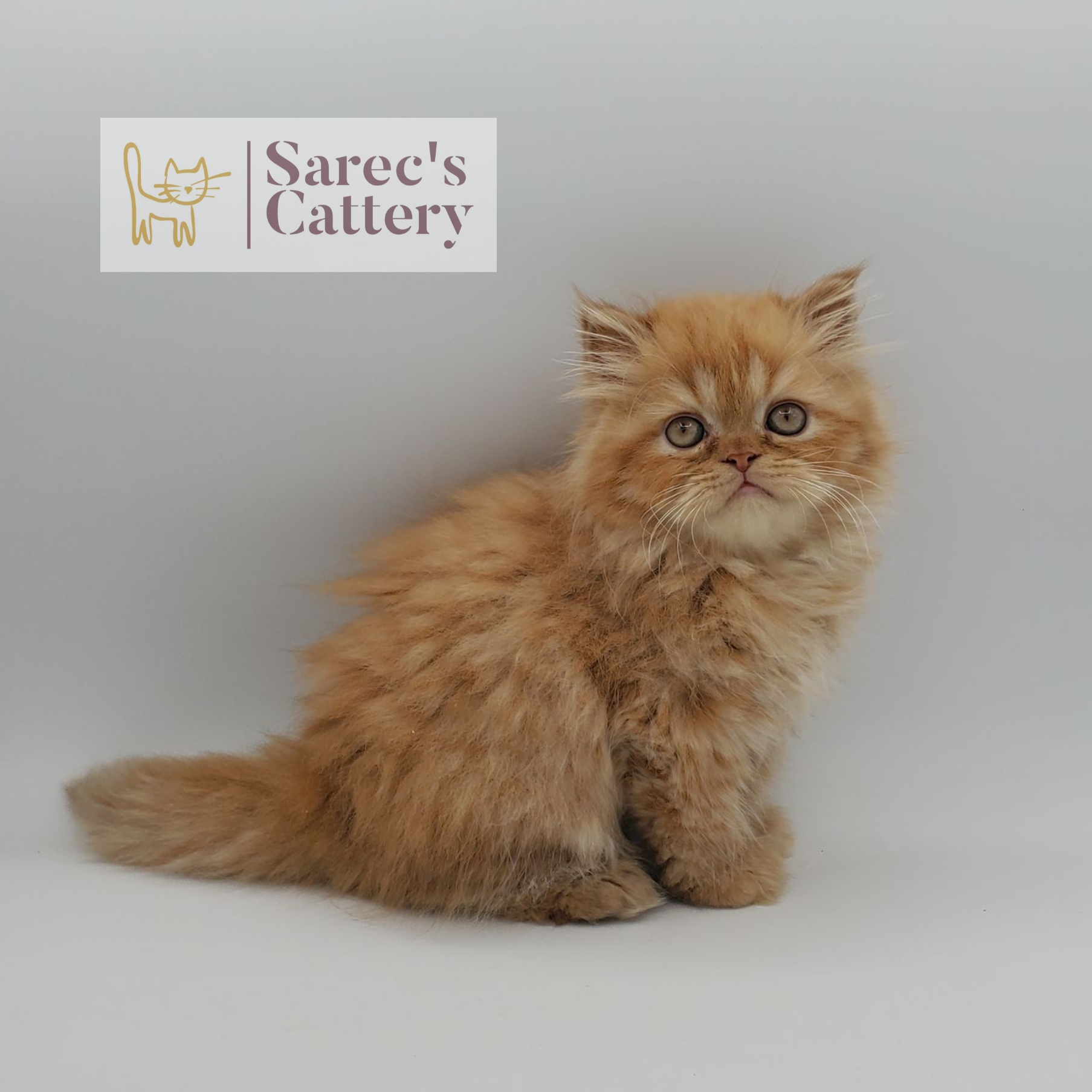 red tabby male Persian (non-munchkin) kitten sitting