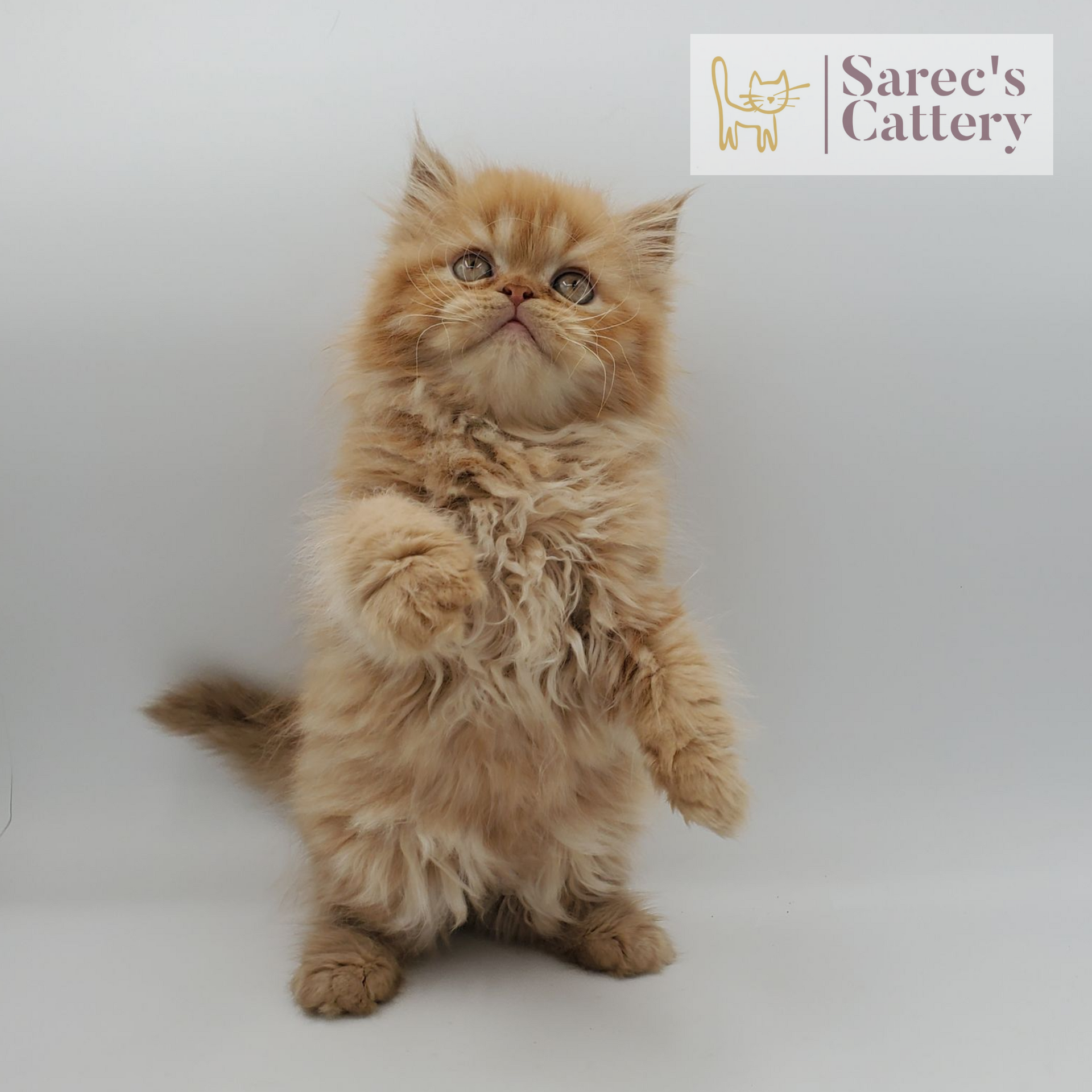 red tabby male Persian (non-munchkin) kitten standing on back legs