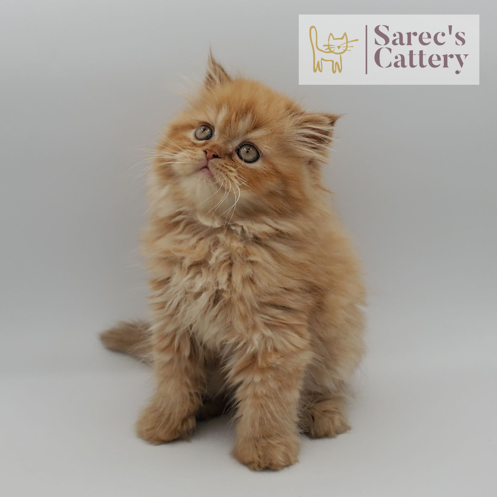 Male red tabby Persian named Buck