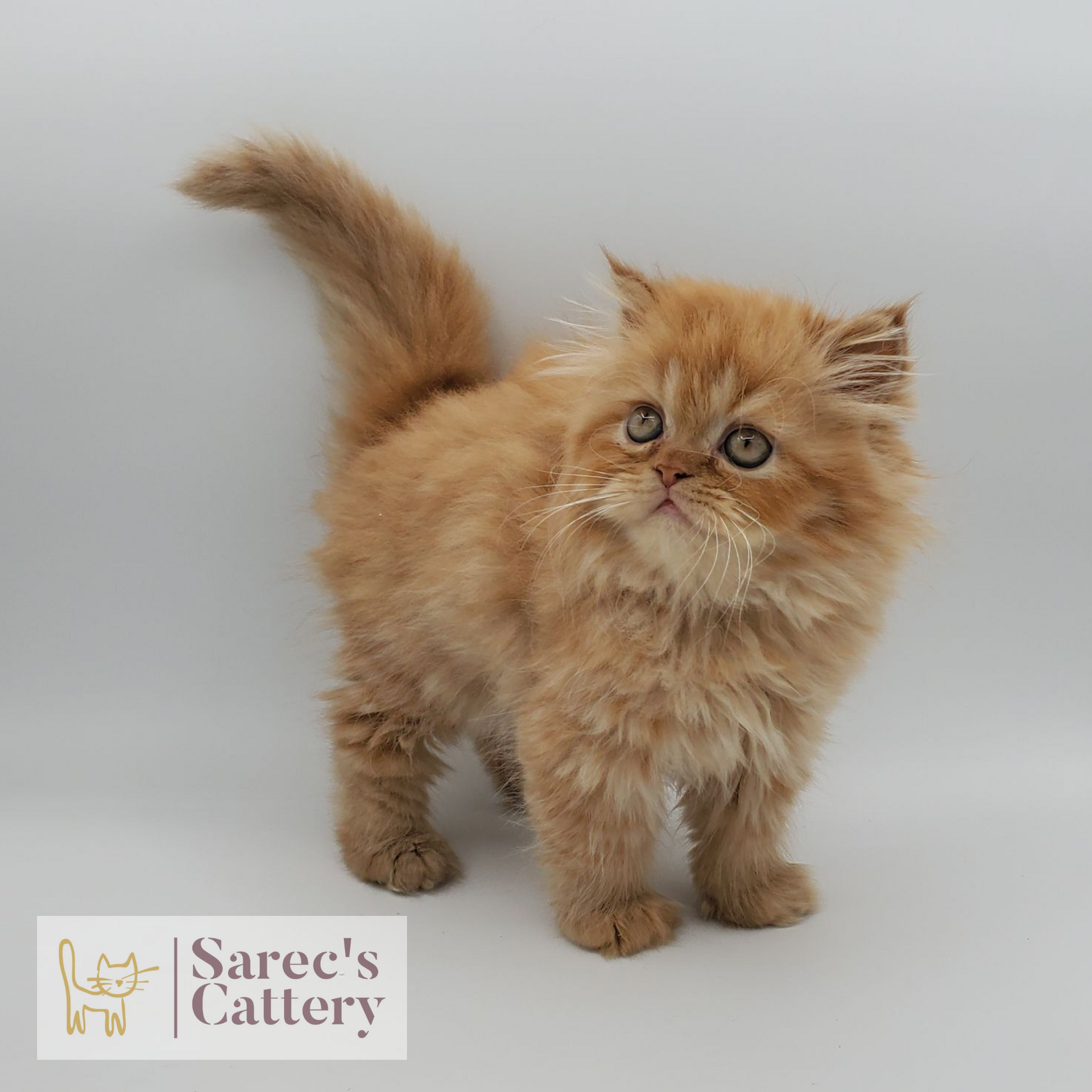 red tabby male Persian (non-munchkin) kitten standing