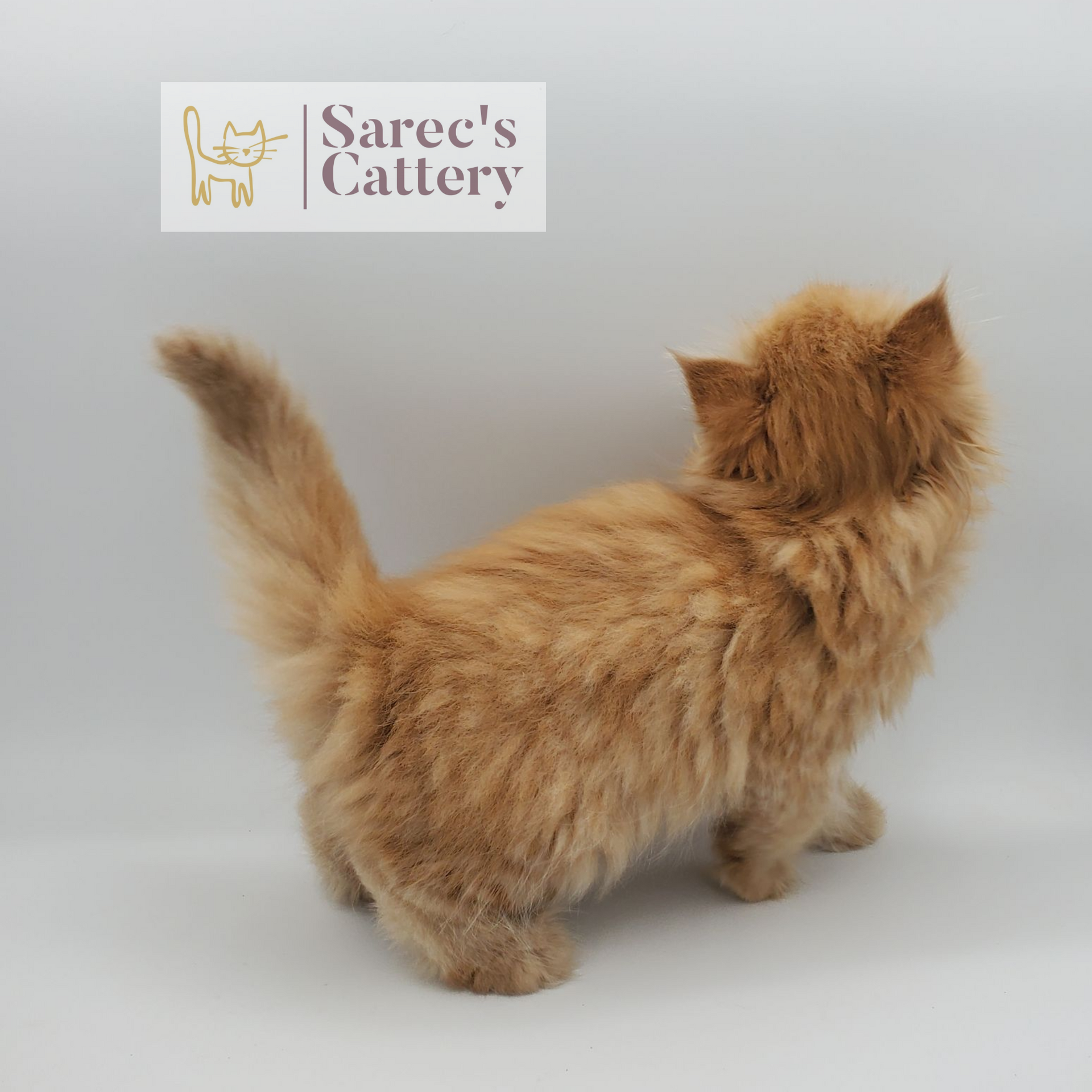 red tabby male Persian (non-munchkin) kitten from the back