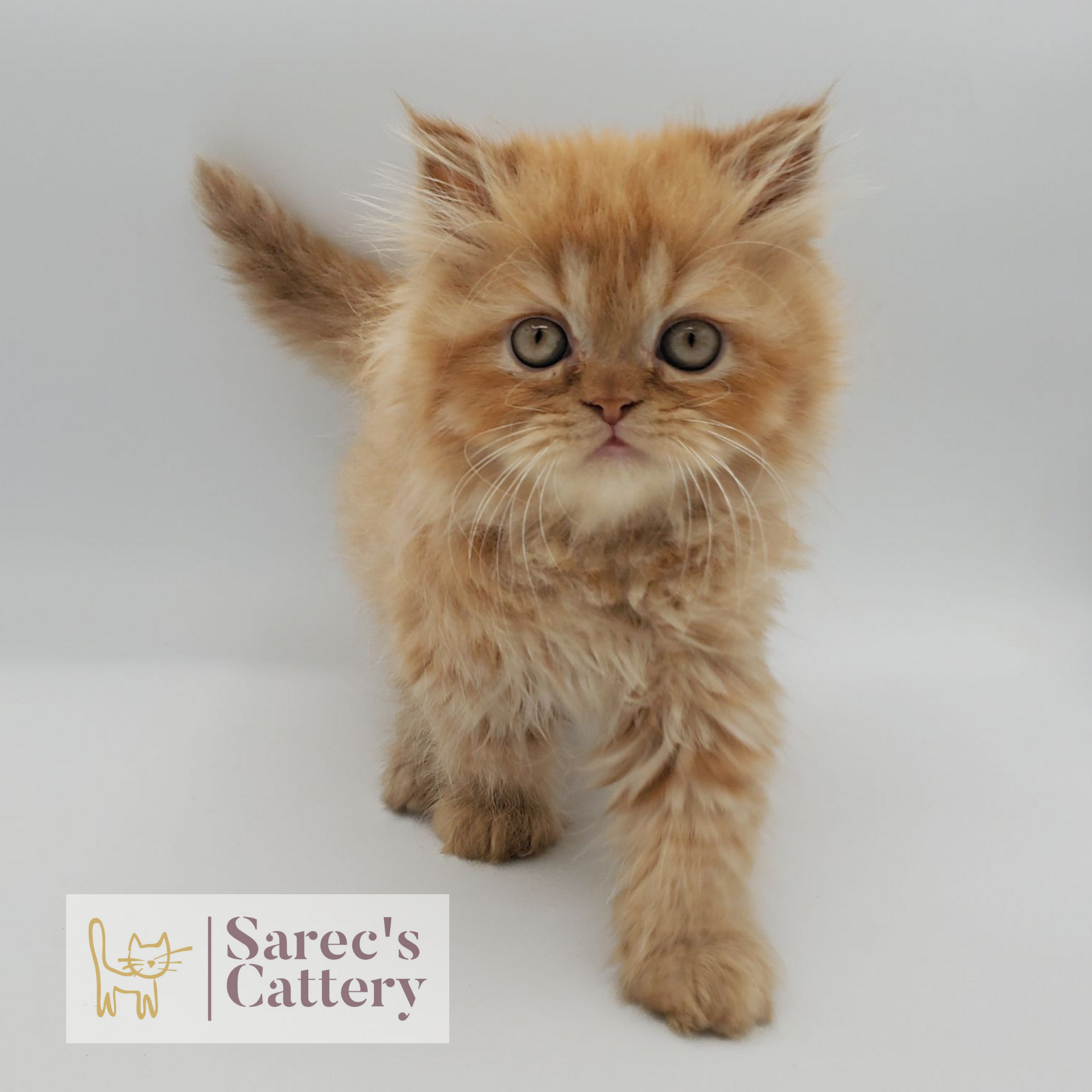 red tabby male Persian (non-munchkin) kitten walking forward