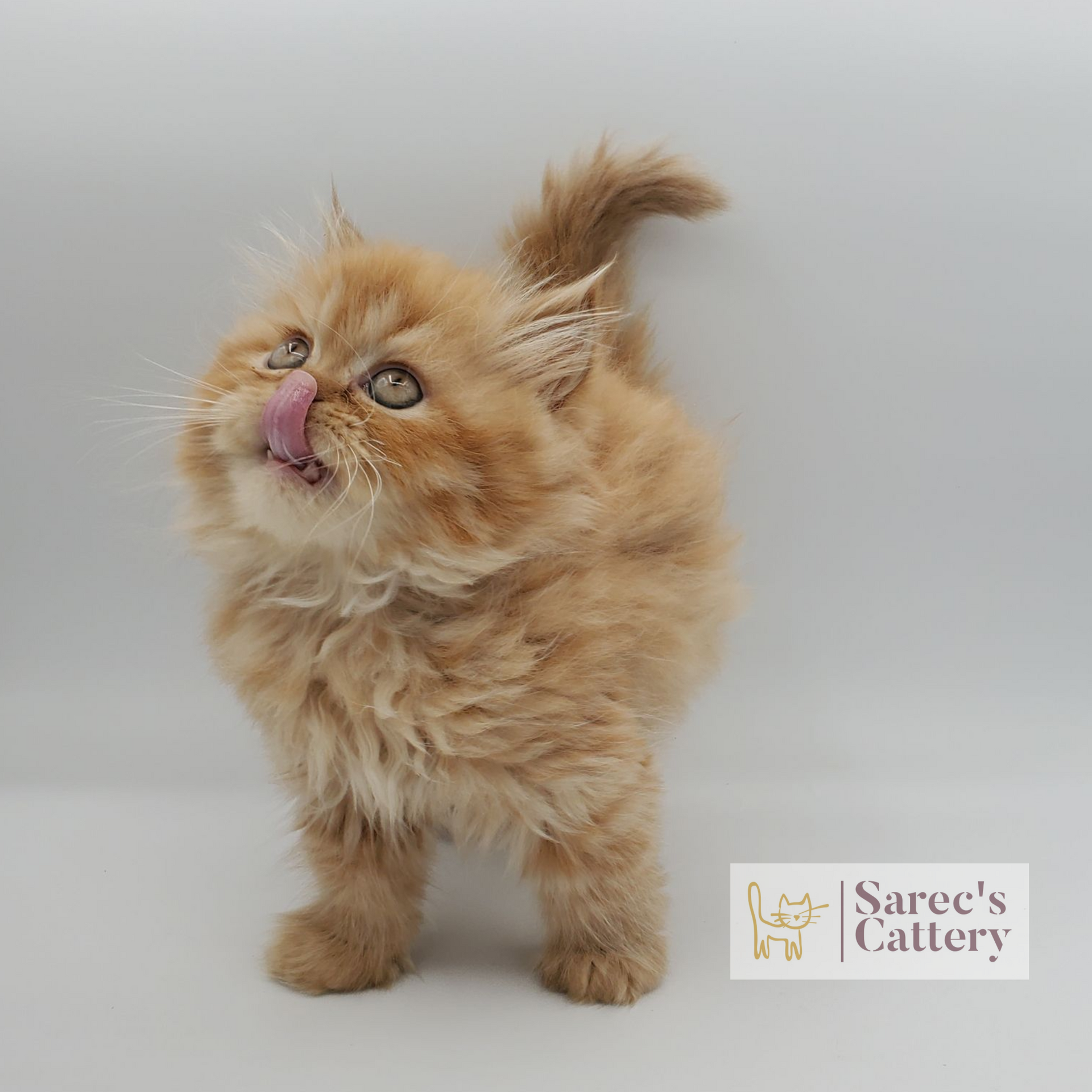 red tabby male Persian (non-munchkin) kitten standing with tounge out