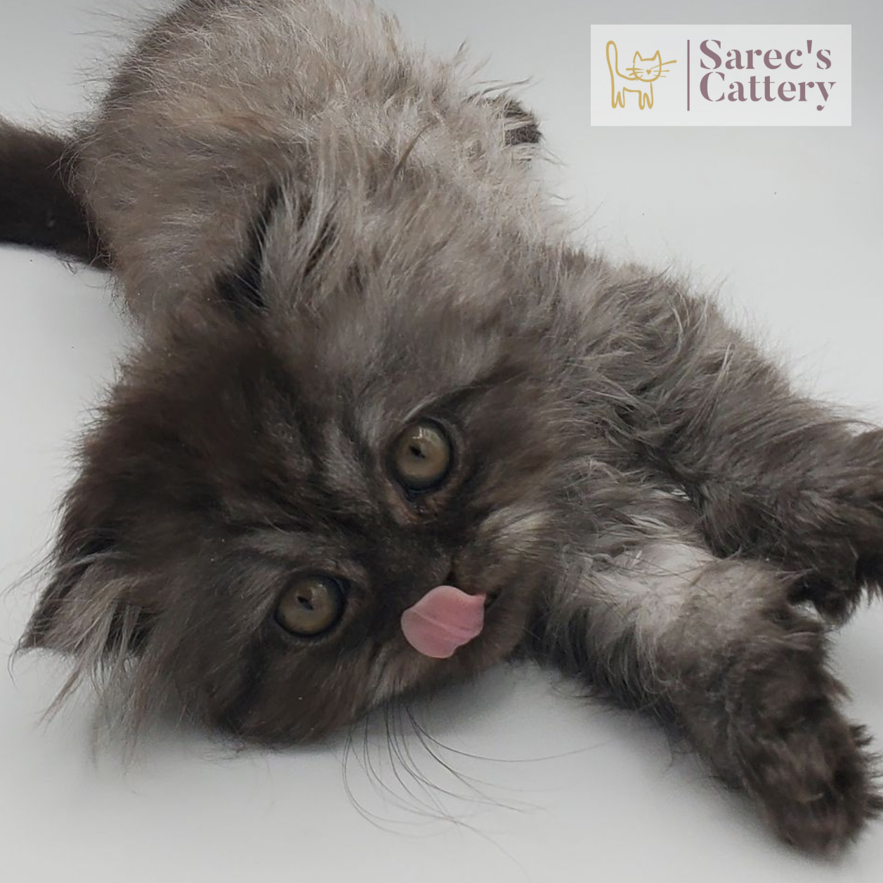 black smoke female Persian up close with tounge out