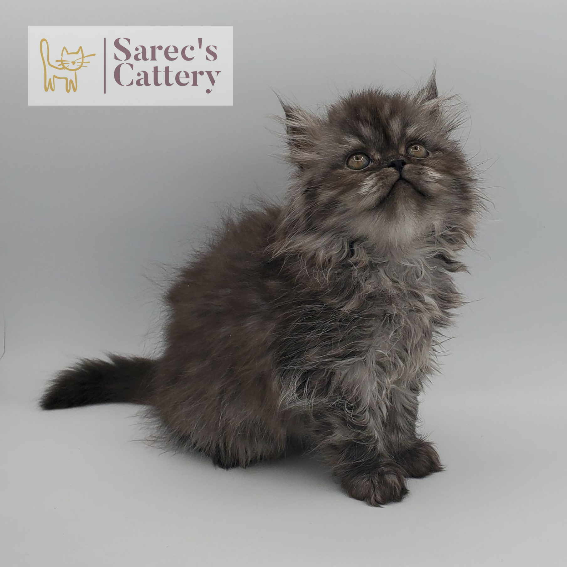 black smoke female Persian sitting