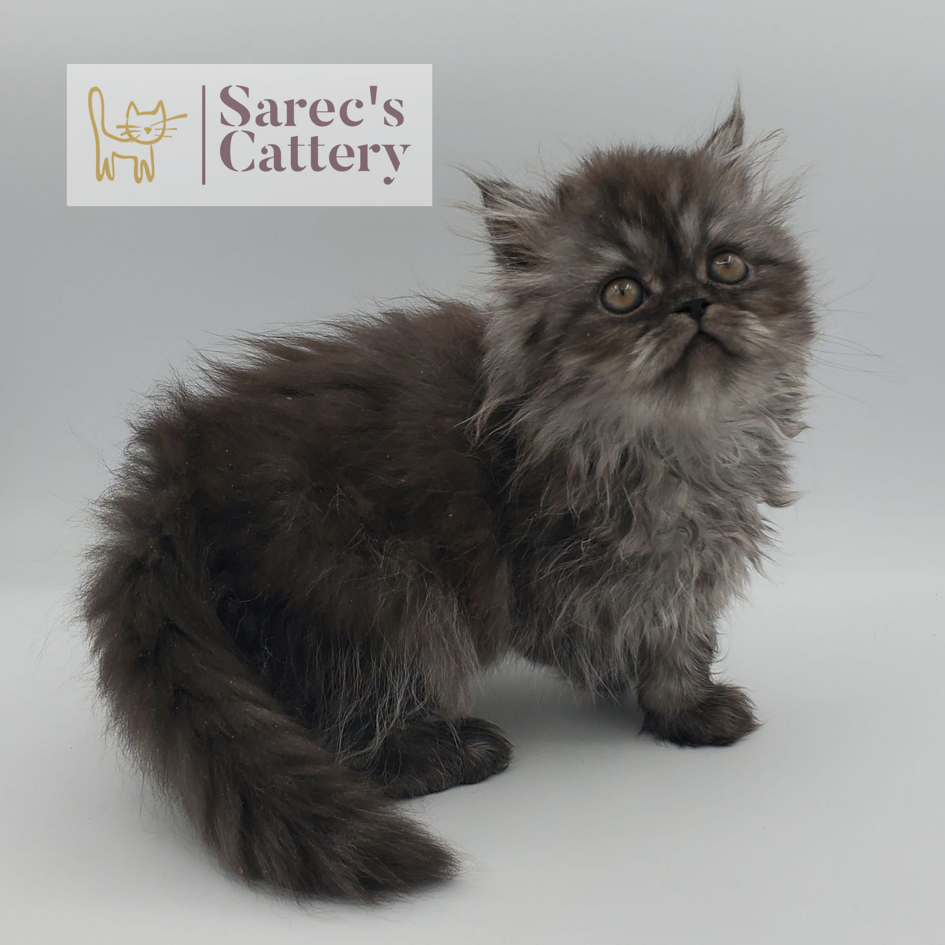 black smoke female Persian standing
