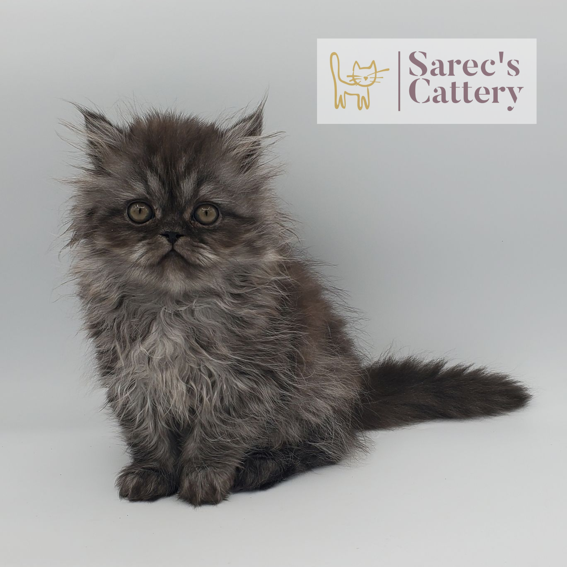 Female black smoke Persian kitten named Bette